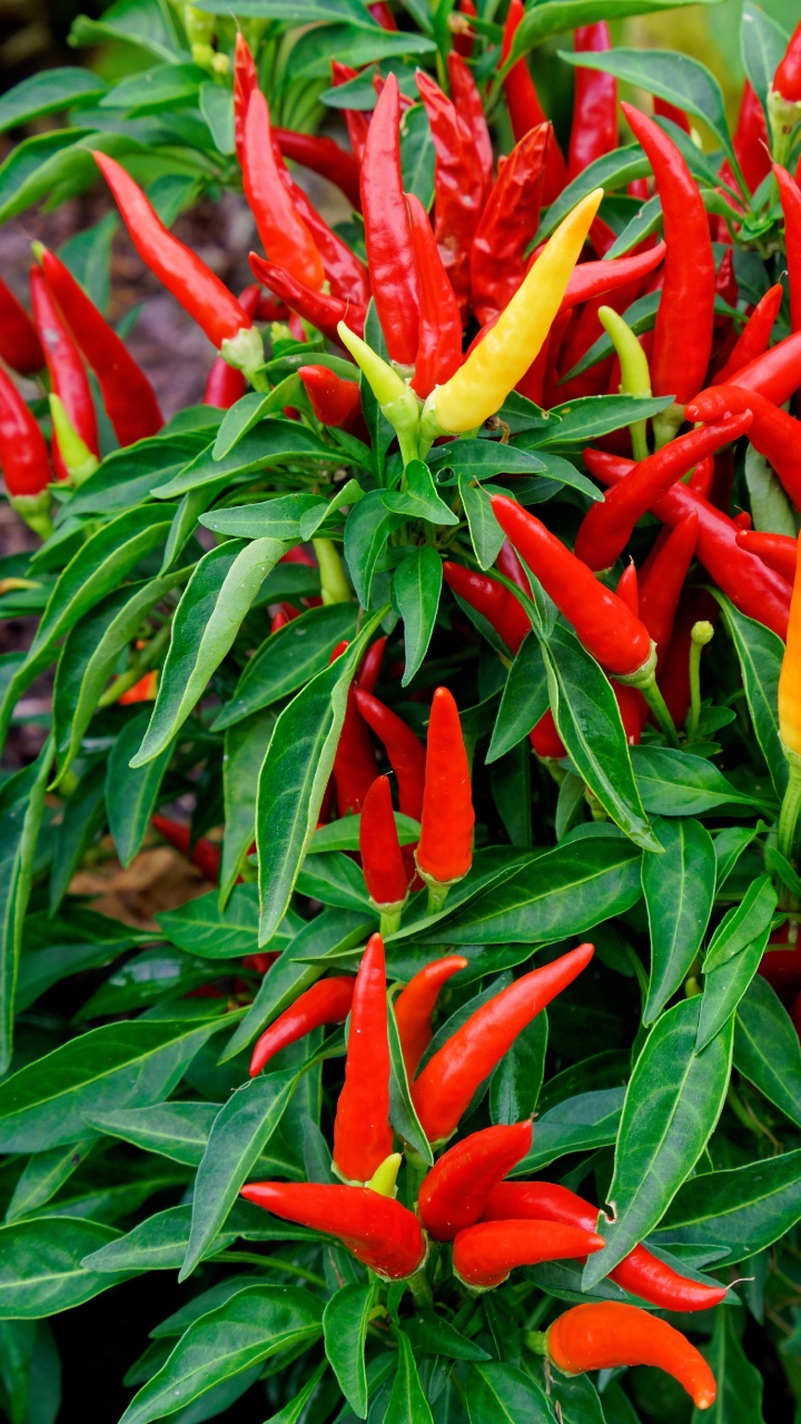 Piment, Garden, Jardinage, Potager, Légume Piment. Wallpaper in 720x1280 Resolution