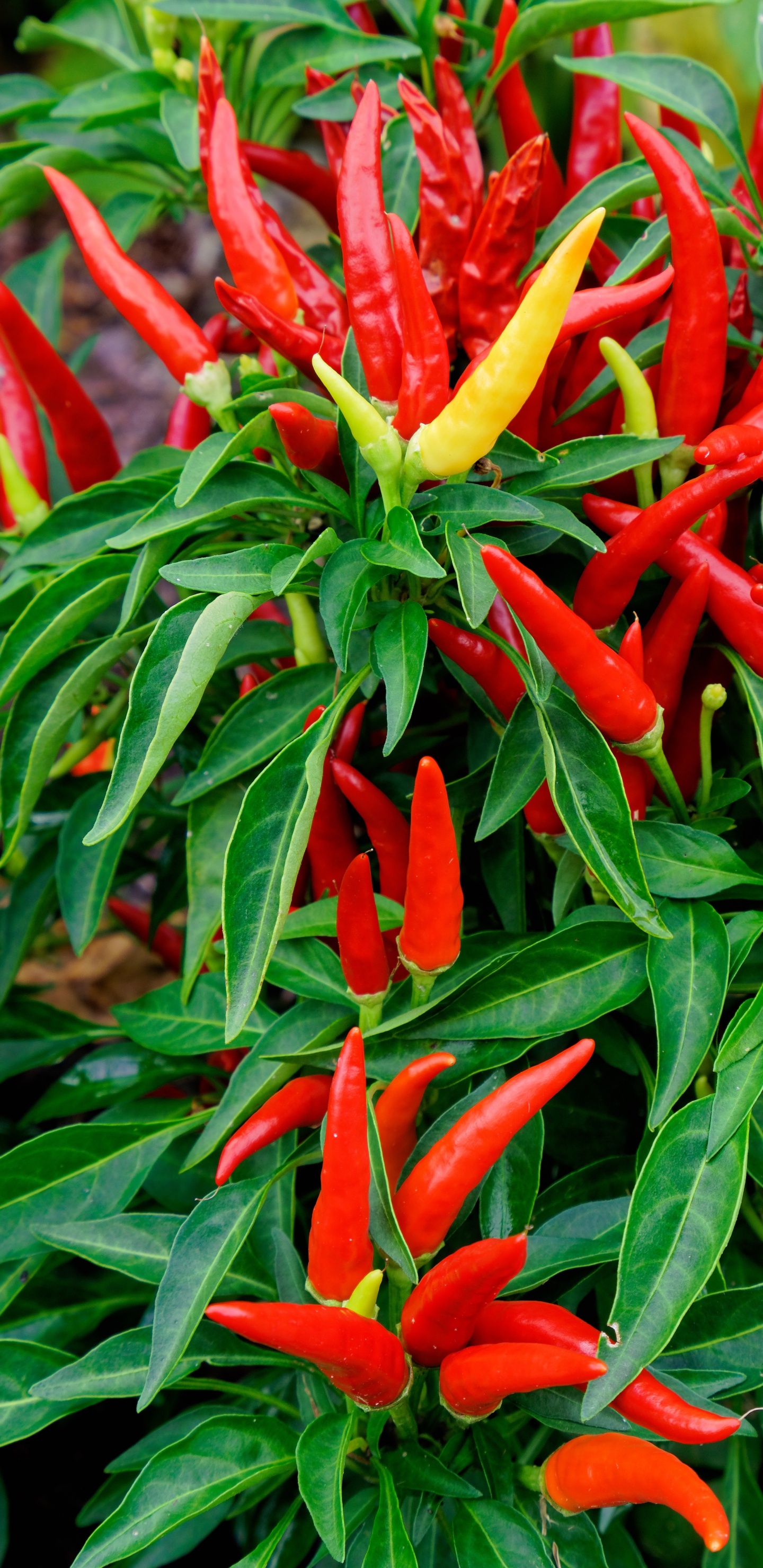 Vegetable, Chili Pepper, Garden, Gardening, Vegetable Garden. Wallpaper in 1440x2960 Resolution