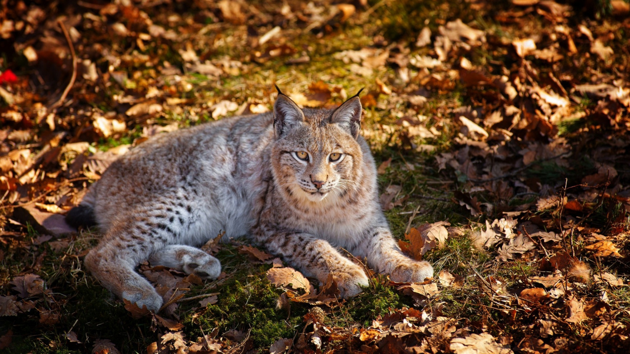 Braune Und Schwarze Katze Auf Braunen Getrockneten Blättern. Wallpaper in 1280x720 Resolution