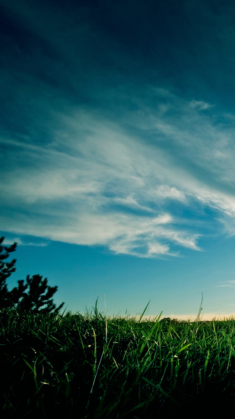 Green Grass Field Under Blue Sky During Daytime. Wallpaper in 750x1334 Resolution