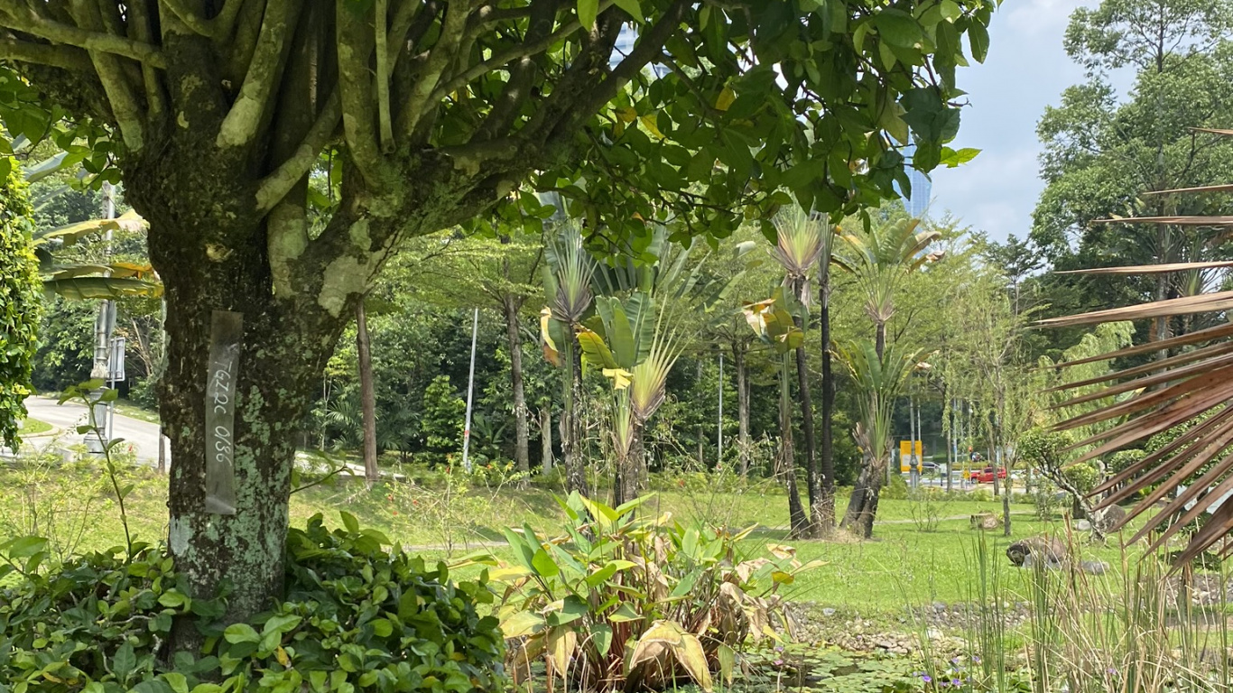 Vegetation, Botanical Garden, Leaf, Flora, Plant. Wallpaper in 1366x768 Resolution