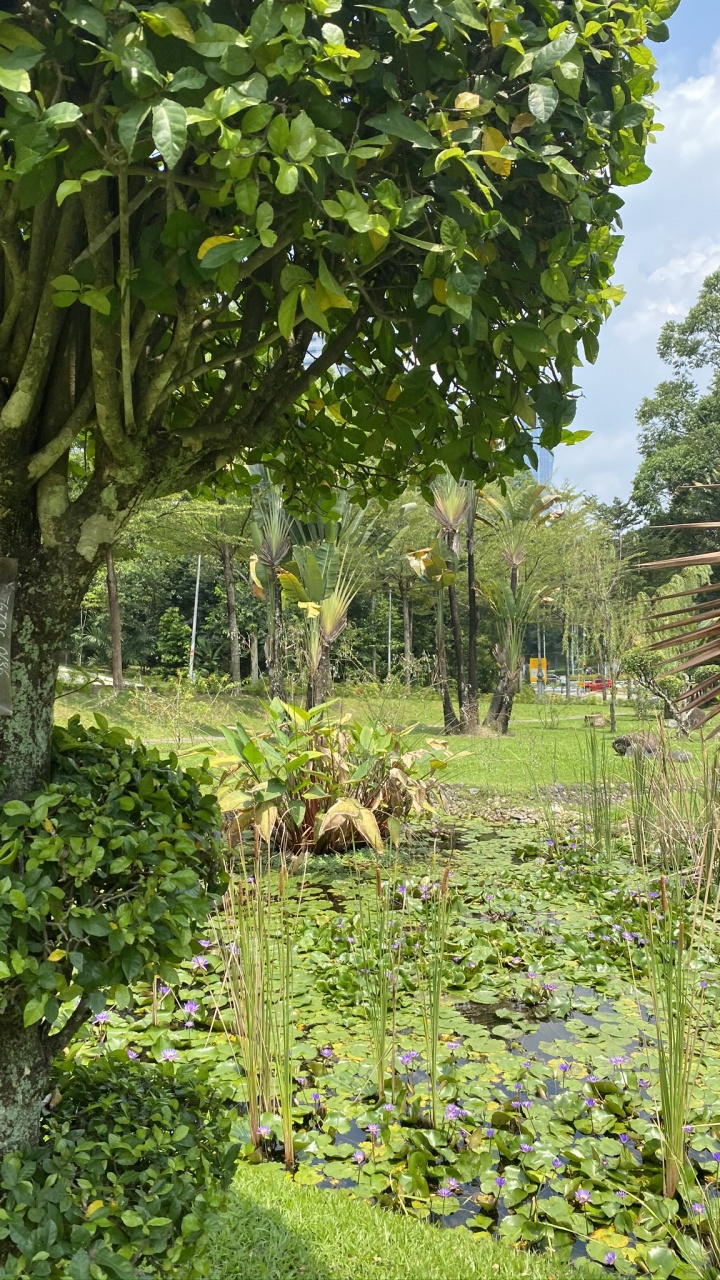 Vegetation, Botanical Garden, Leaf, Flora, Plant. Wallpaper in 720x1280 Resolution