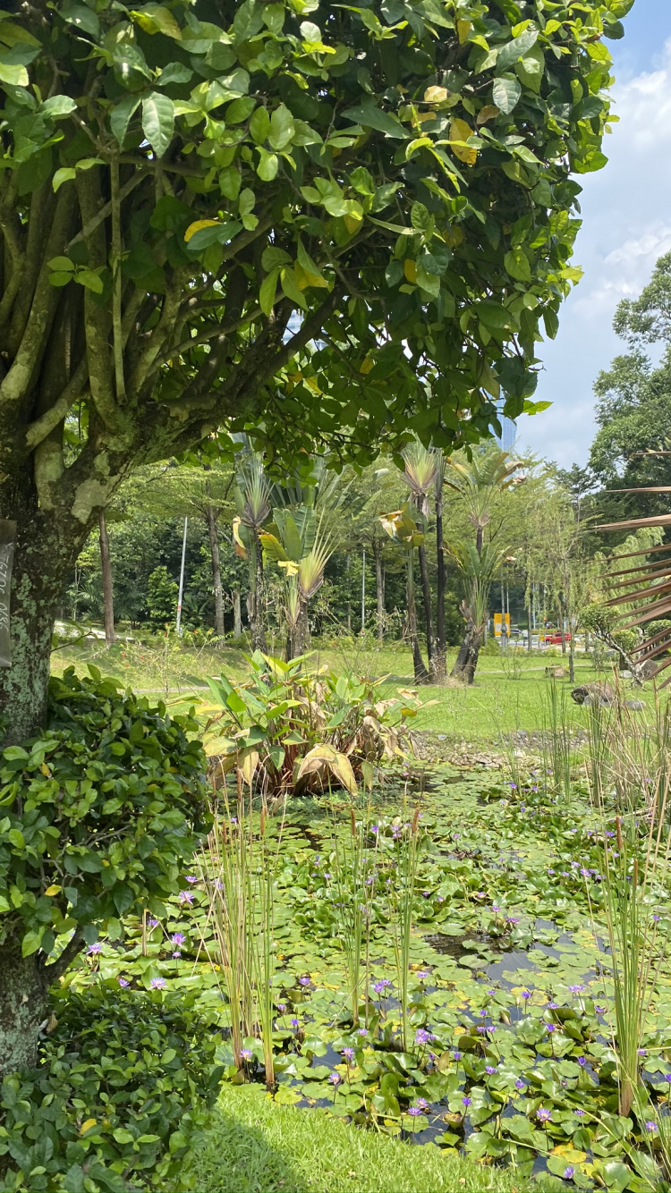 Vegetation, Botanischer Garten, Blatt, Flora, Landwirtschaft. Wallpaper in 750x1334 Resolution