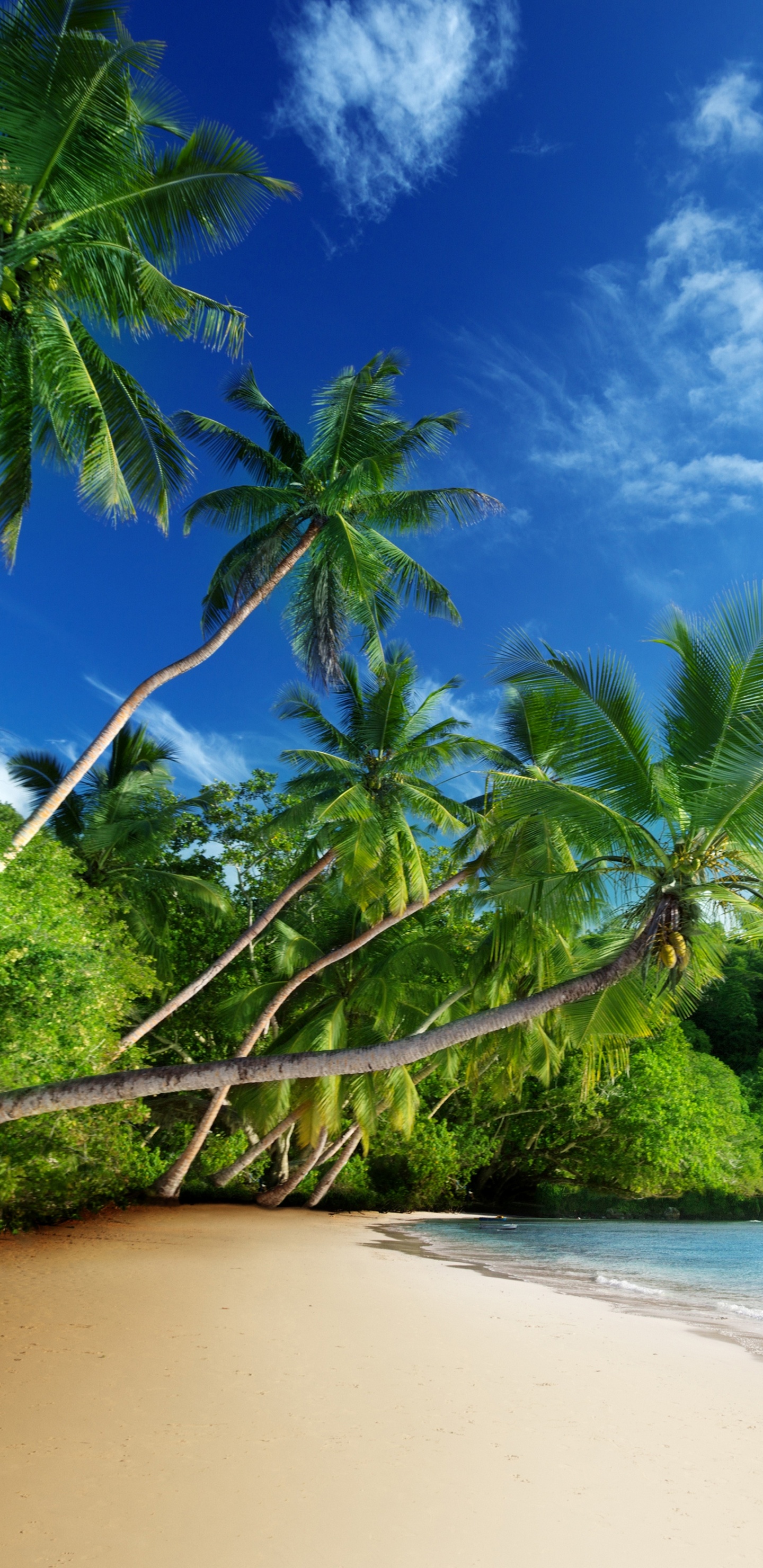 Arbres Verts Sur du Sable Brun Près D'un Plan D'eau Pendant la Journée. Wallpaper in 1440x2960 Resolution