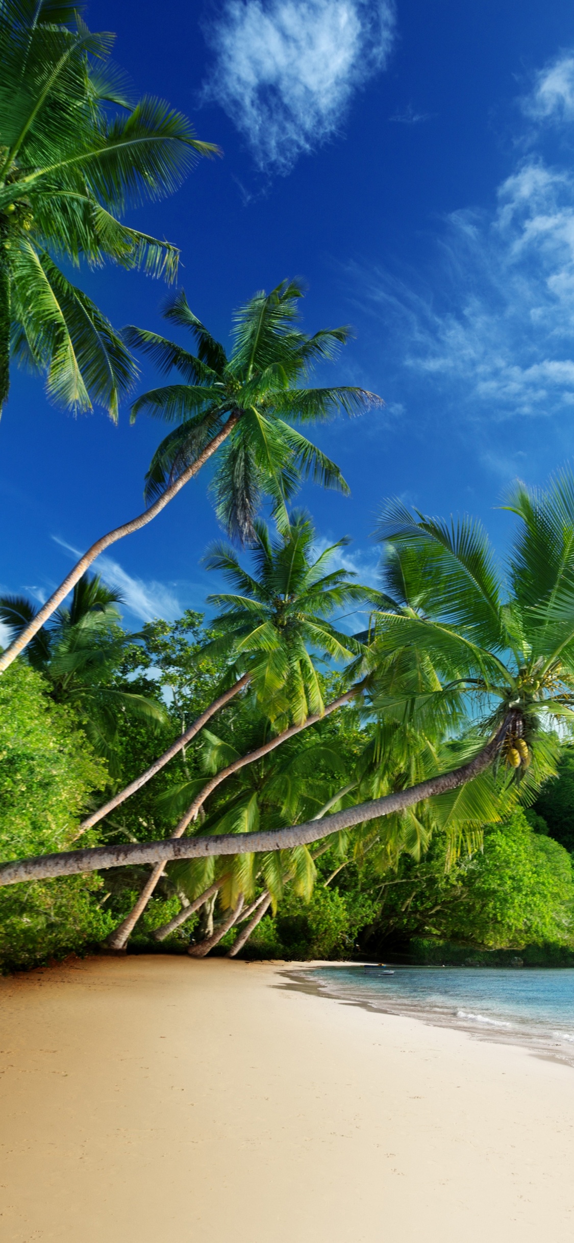 Green Trees on Brown Sand Near Body of Water During Daytime. Wallpaper in 1125x2436 Resolution