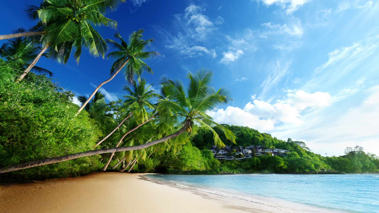Green Trees on Brown Sand Near Body of Water During Daytime. Wallpaper in 1280x720 Resolution