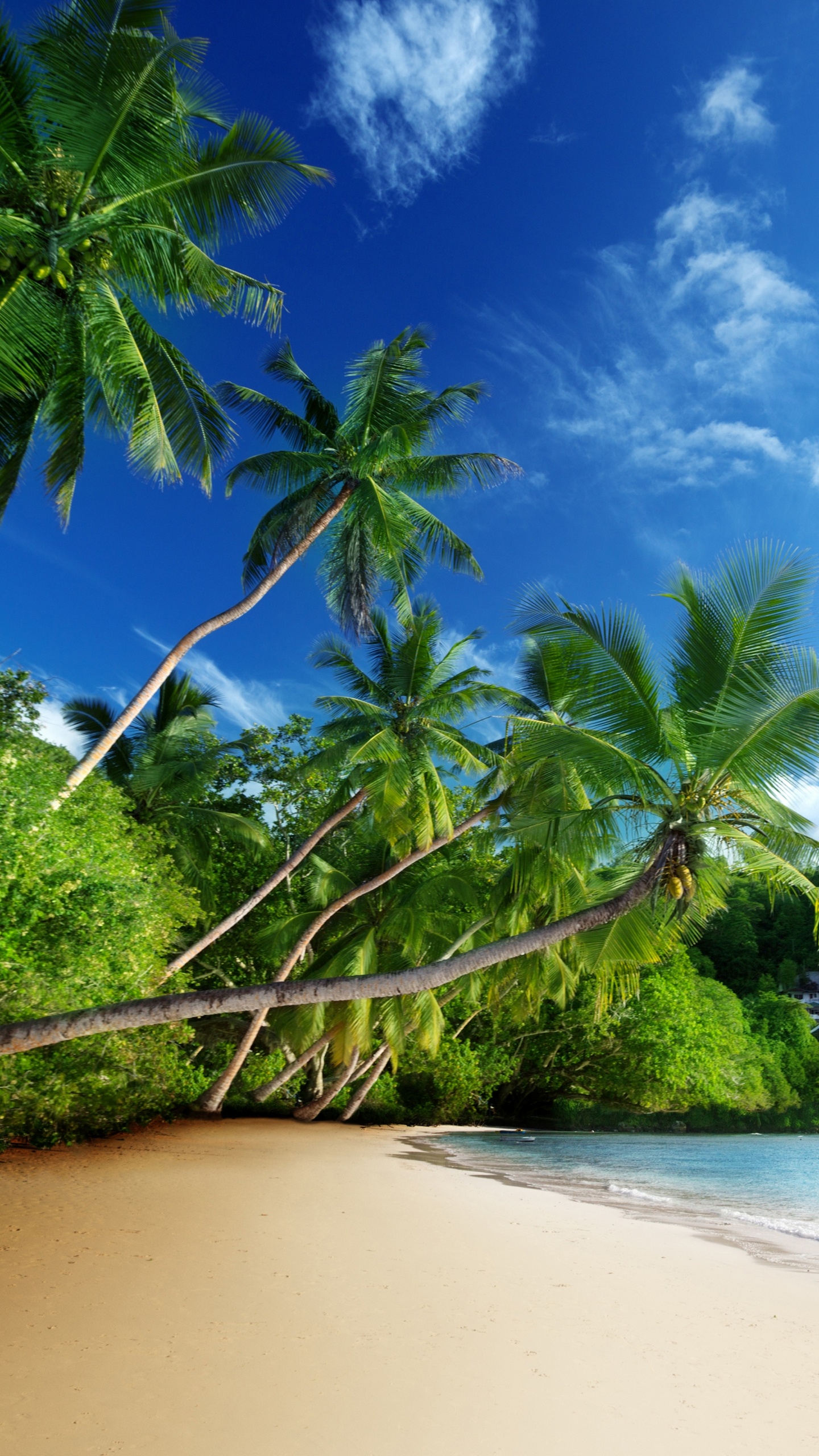 Green Trees on Brown Sand Near Body of Water During Daytime. Wallpaper in 1440x2560 Resolution