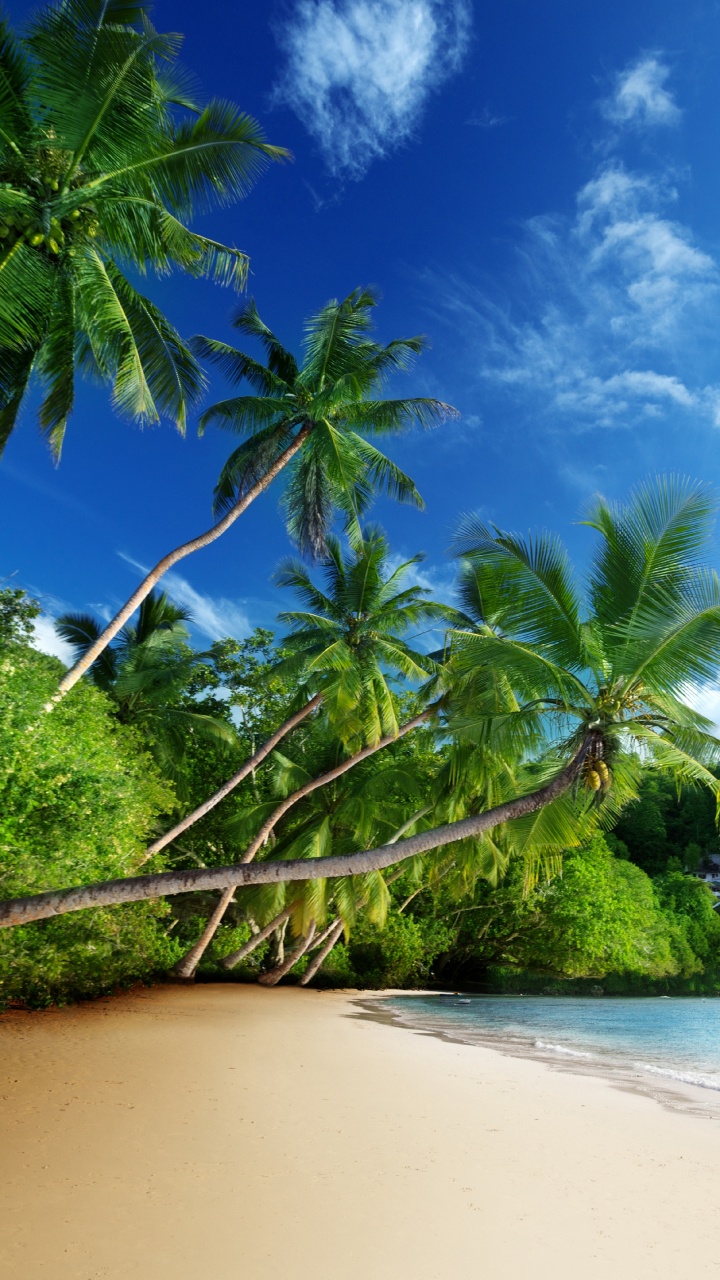 Green Trees on Brown Sand Near Body of Water During Daytime. Wallpaper in 720x1280 Resolution