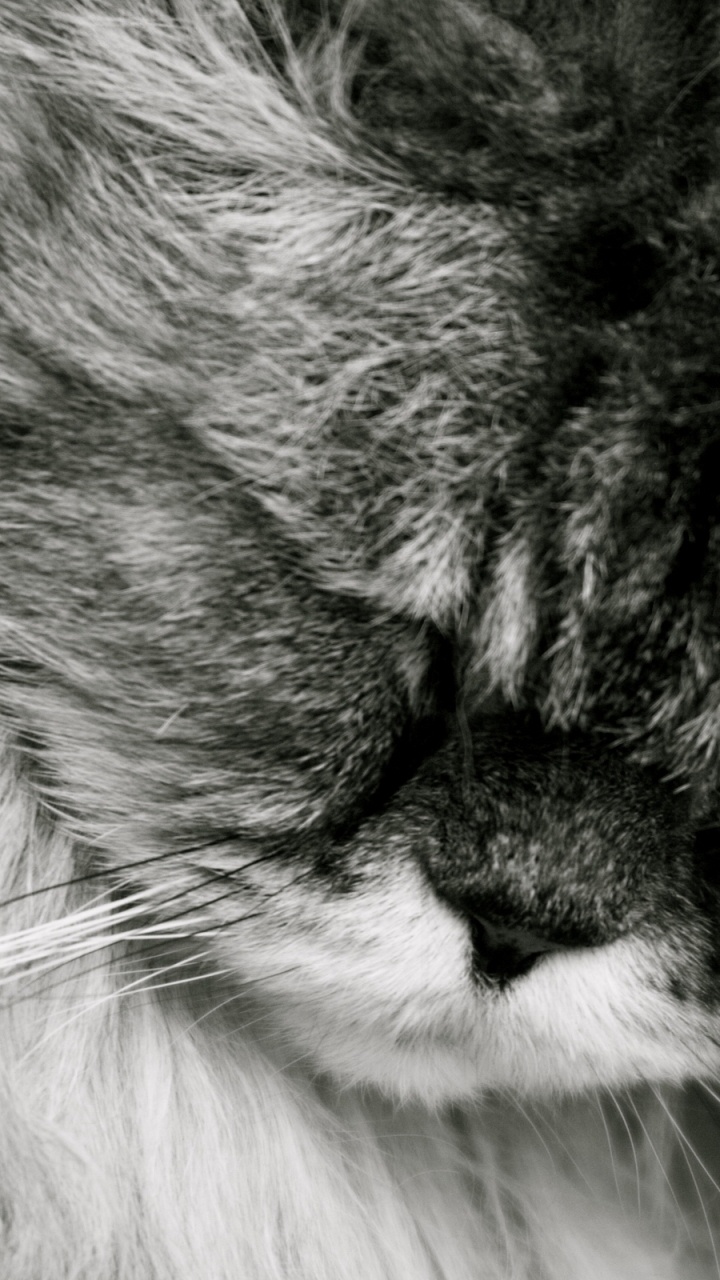 Foto en Escala de Grises de la Cara de un Gato. Wallpaper in 720x1280 Resolution