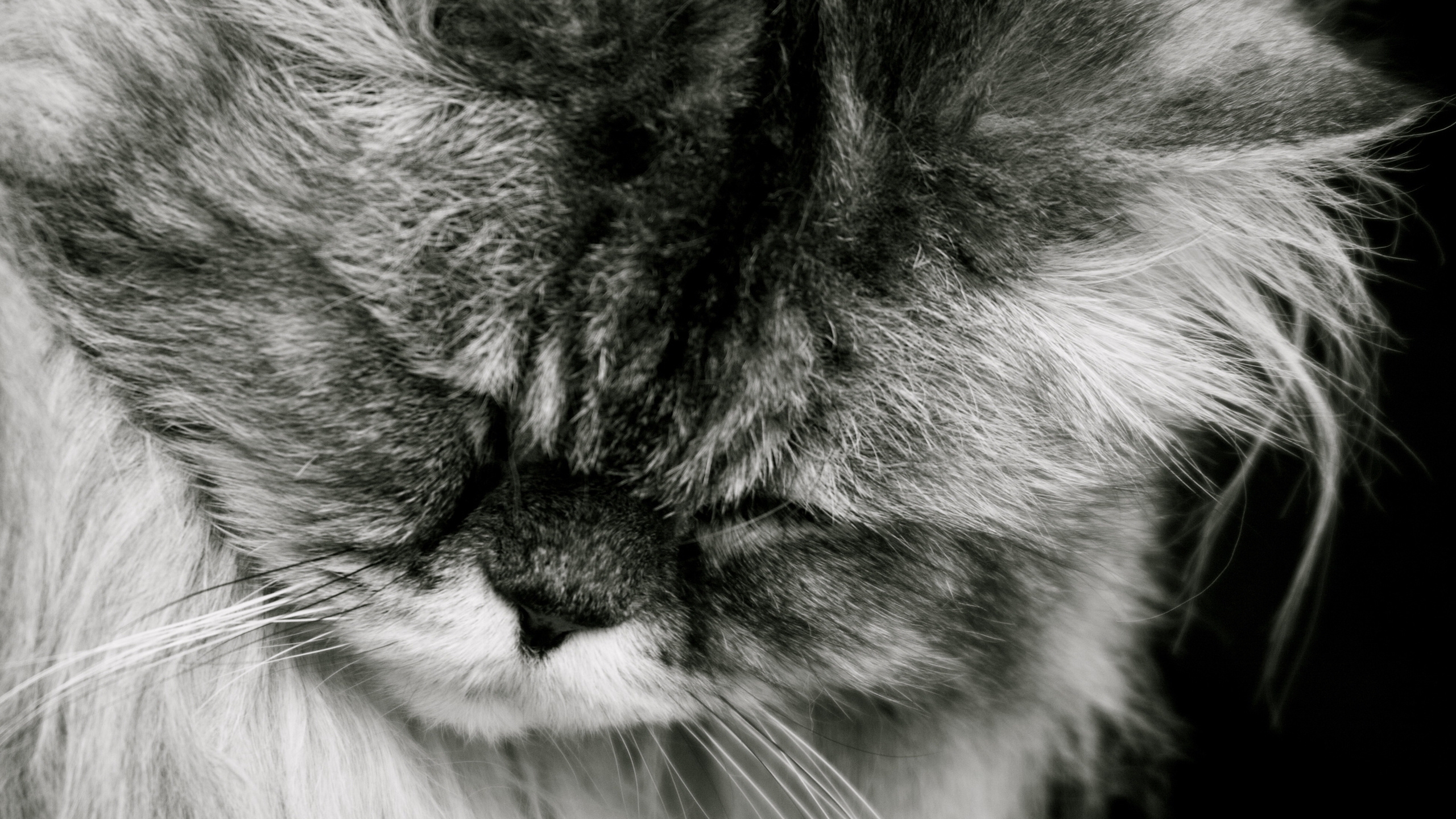 Grayscale Photo of Cats Face. Wallpaper in 2560x1440 Resolution