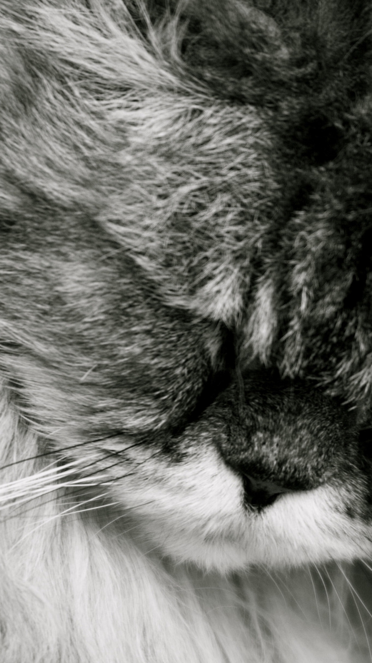 Grayscale Photo of Cats Face. Wallpaper in 750x1334 Resolution