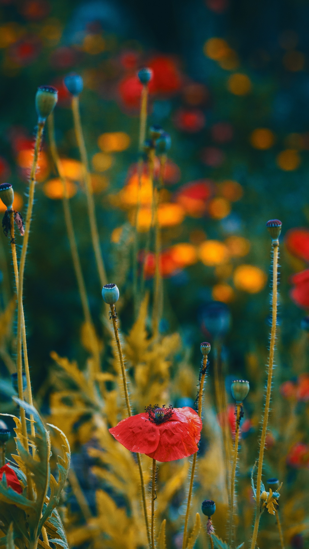 Flower, Red, Coquelicot, Plant, Corn Poppy. Wallpaper in 1080x1920 Resolution