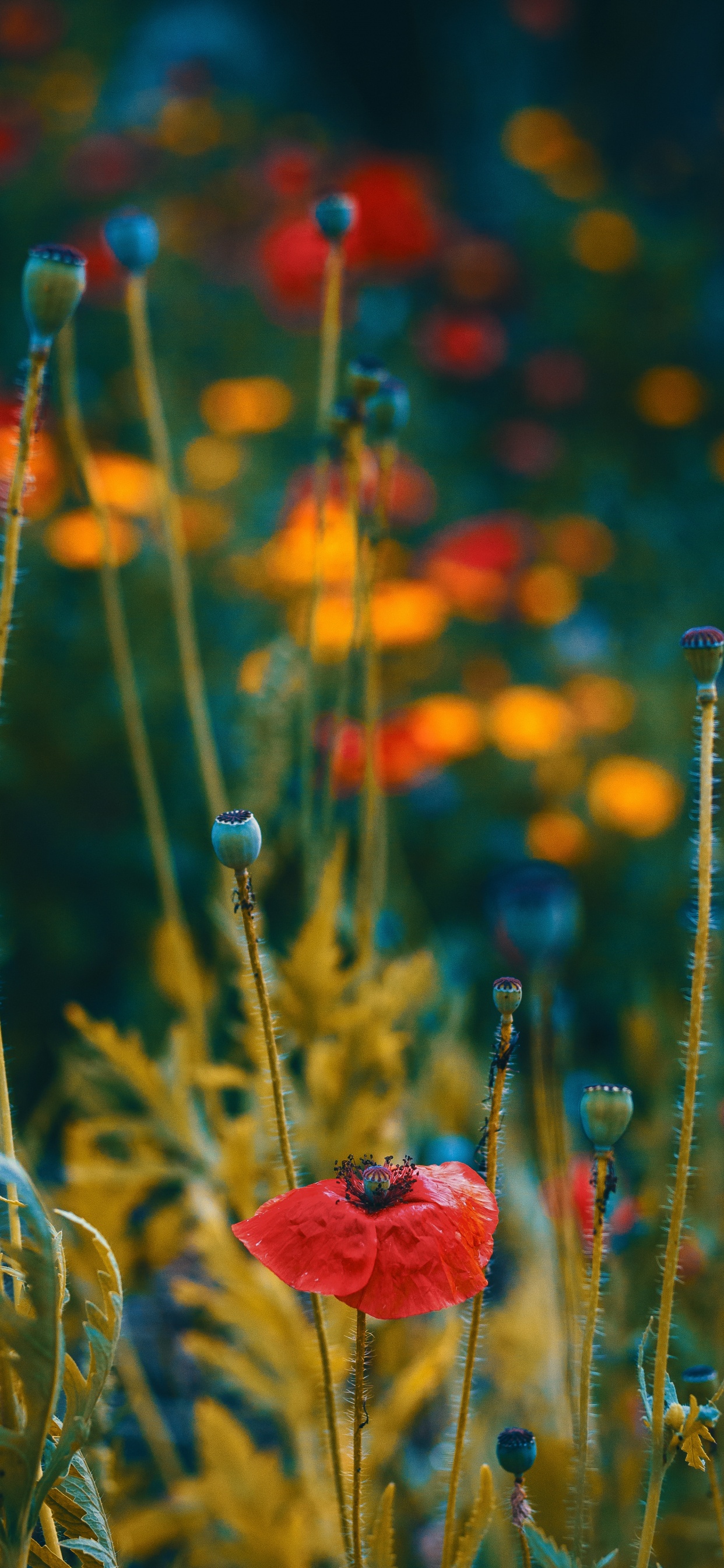 Flower, Red, Coquelicot, Plant, Corn Poppy. Wallpaper in 1242x2688 Resolution