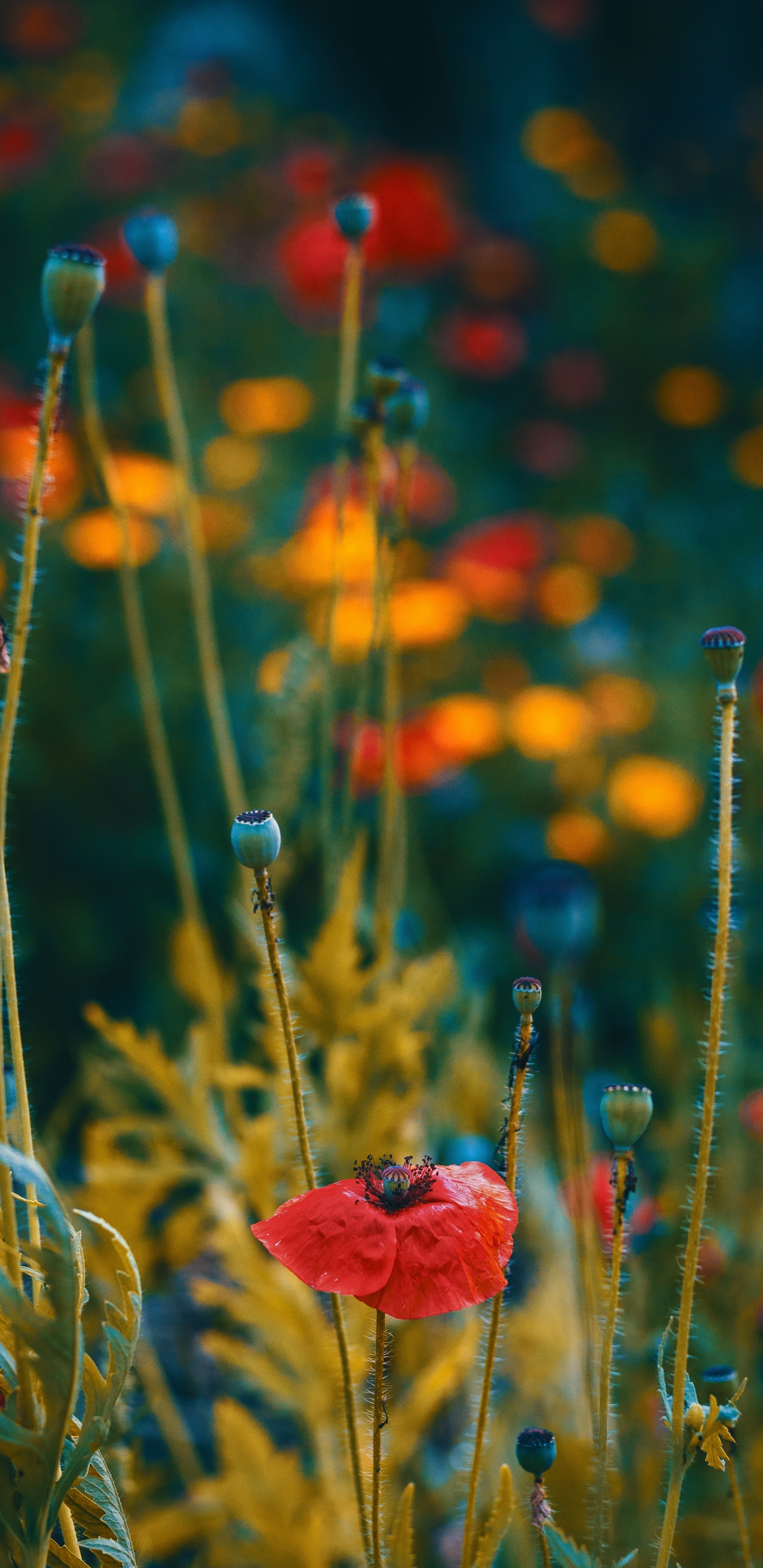 Flower, Red, Coquelicot, Plant, Corn Poppy. Wallpaper in 1440x2960 Resolution
