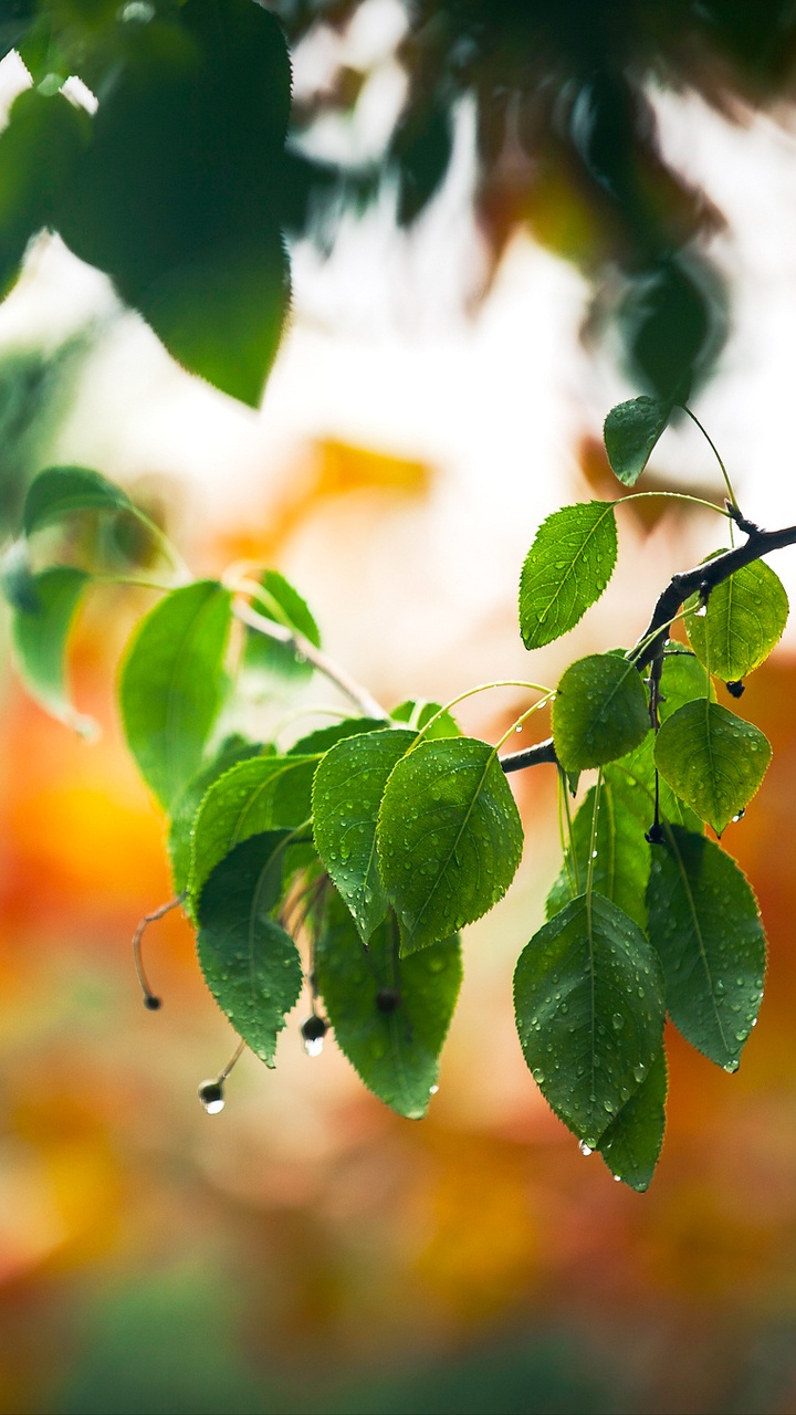 Grüne Blätter in Tilt-Shift-Linse. Wallpaper in 720x1280 Resolution