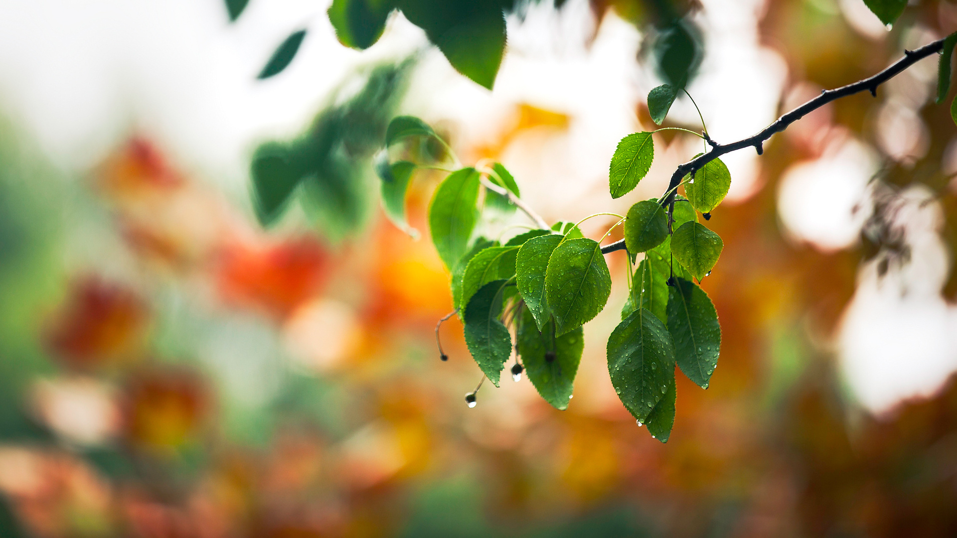 Green Leaves in Tilt Shift Lens. Wallpaper in 1920x1080 Resolution