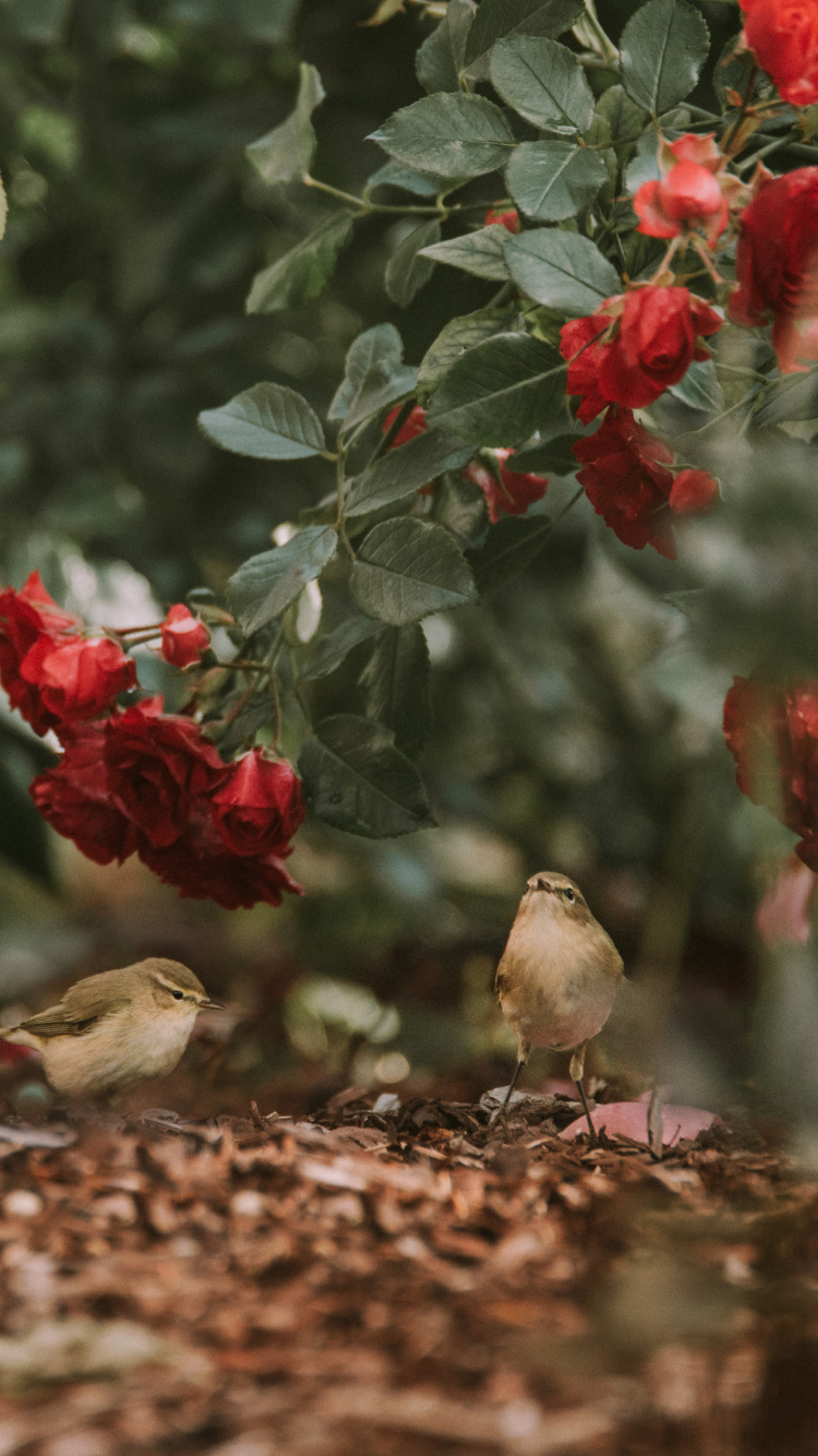 Oiseau Brun Sur Fleur Rouge. Wallpaper in 750x1334 Resolution