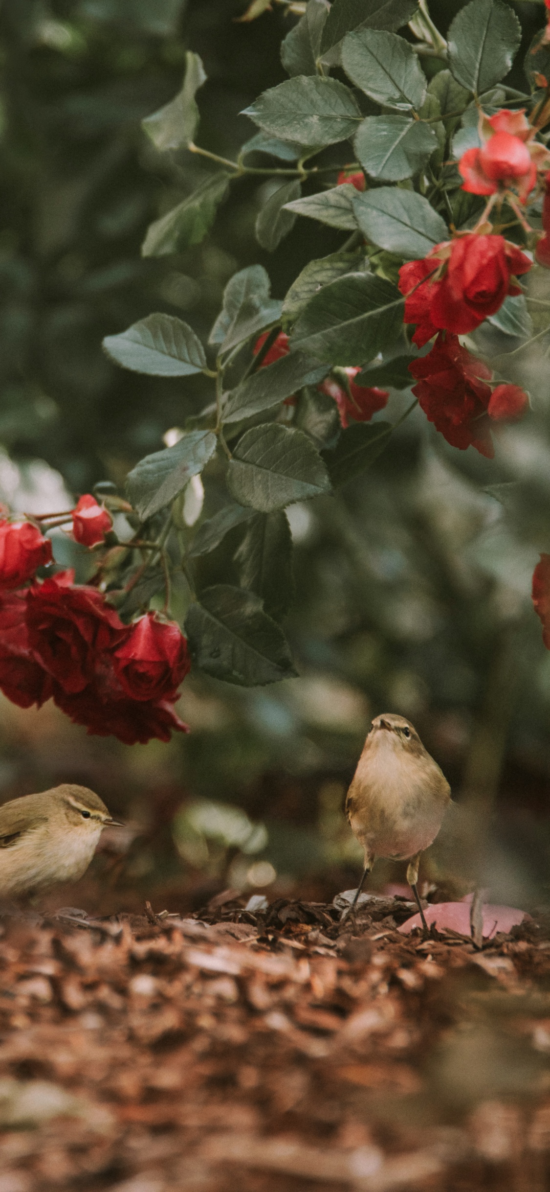 Brown Bird on Red Flower. Wallpaper in 1125x2436 Resolution