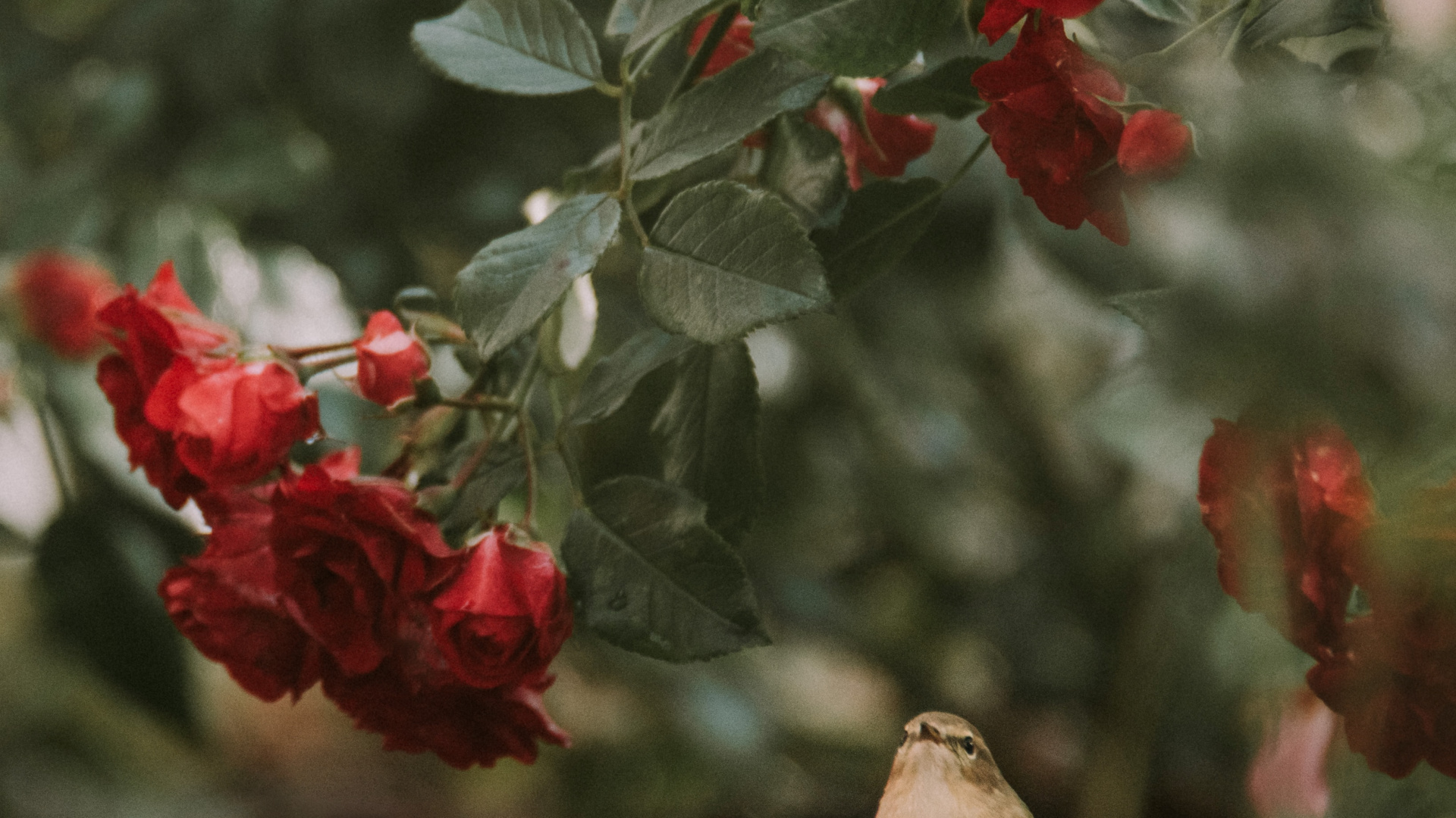 Brown Bird on Red Flower. Wallpaper in 1920x1080 Resolution