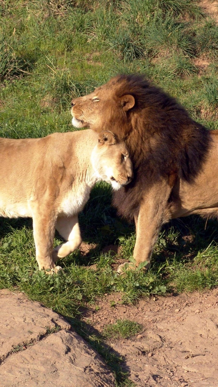 Lionne Brune Sur Sol Brun Pendant la Journée. Wallpaper in 750x1334 Resolution