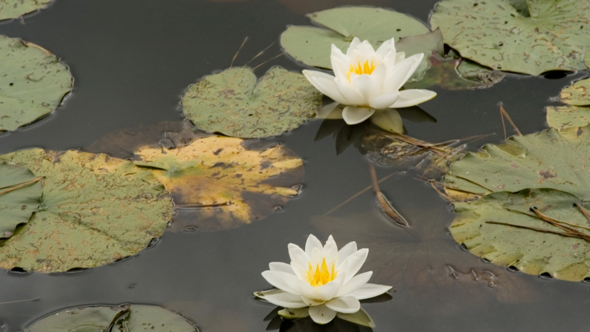 Fleur de Lotus Blanc Sur L'eau. Wallpaper in 1920x1080 Resolution