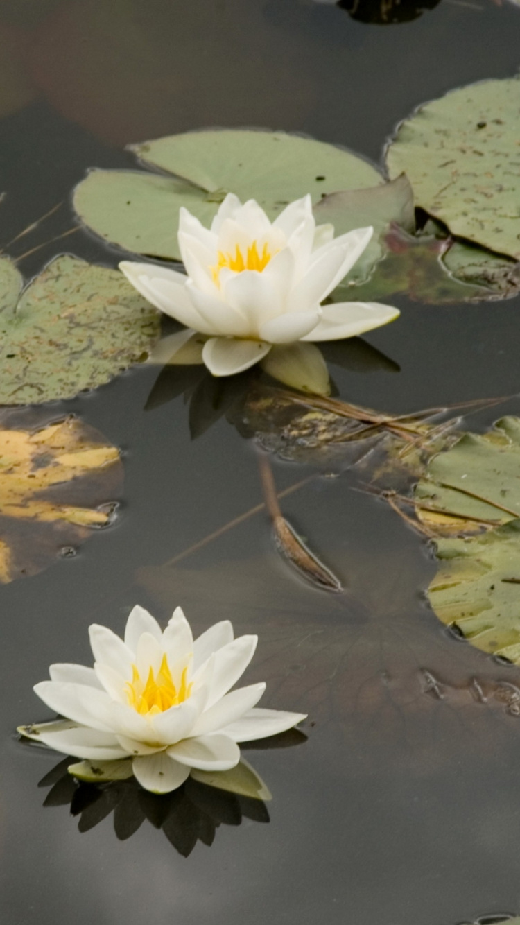 Flor de Loto Blanca Sobre el Agua. Wallpaper in 750x1334 Resolution