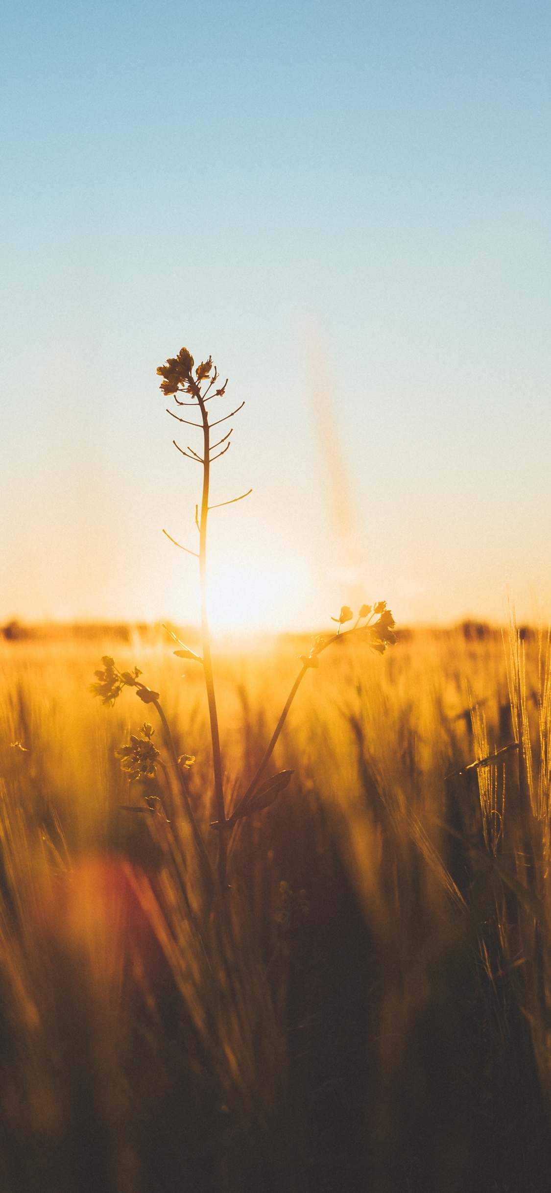 Natur, Horizont, Morgen, Gelb, Sonnenlicht. Wallpaper in 1125x2436 Resolution