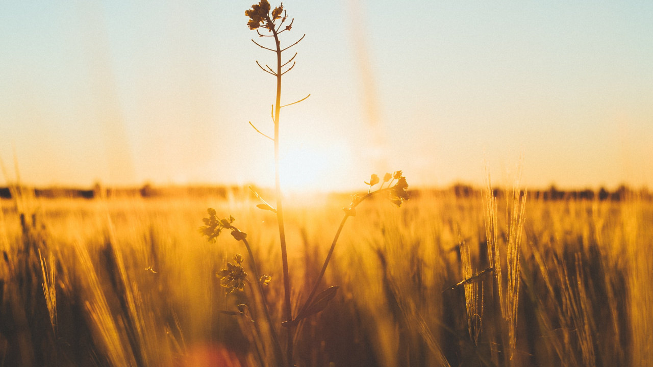 Natur, Horizont, Morgen, Gelb, Sonnenlicht. Wallpaper in 1280x720 Resolution