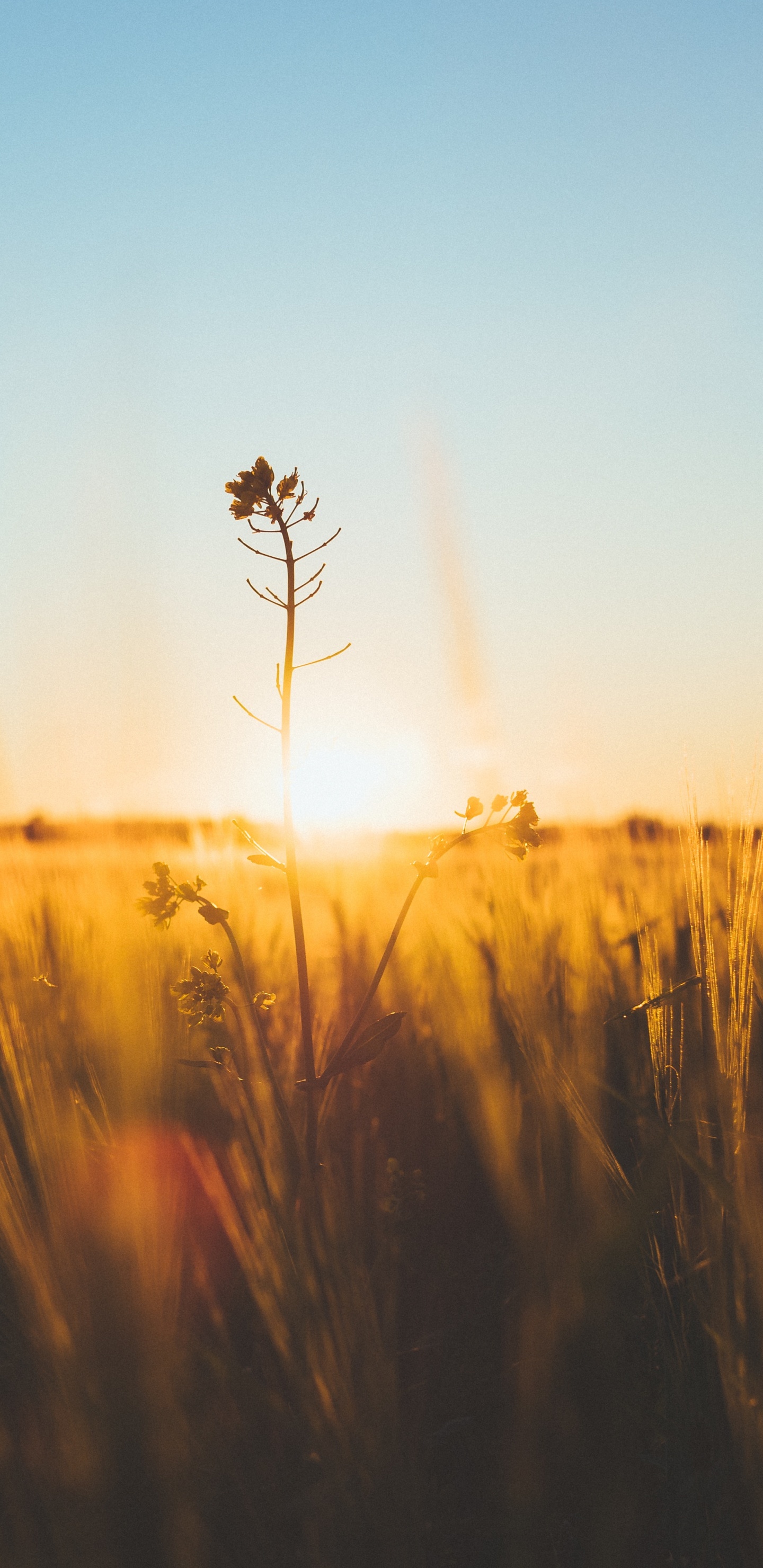 Natur, Horizont, Morgen, Gelb, Sonnenlicht. Wallpaper in 1440x2960 Resolution