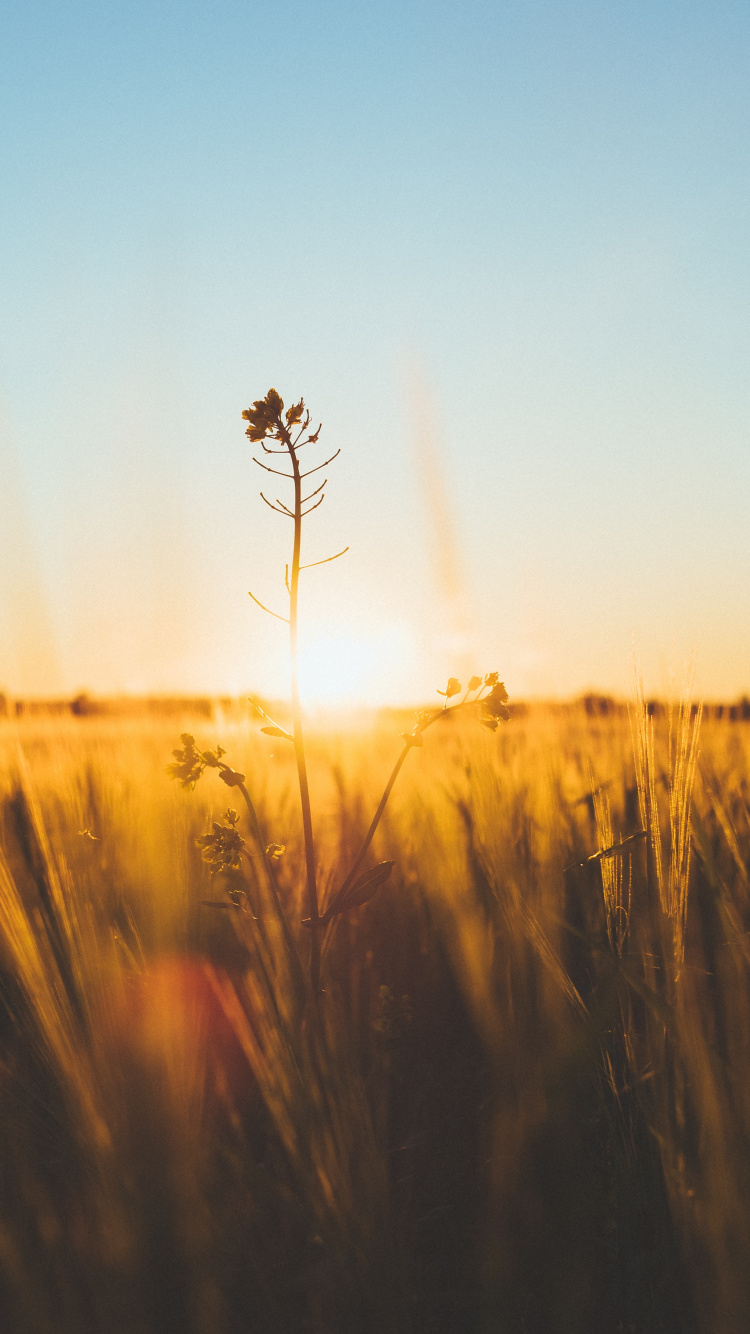 Natur, Horizont, Morgen, Gelb, Sonnenlicht. Wallpaper in 750x1334 Resolution