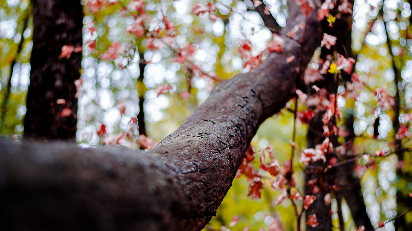 Brown Tree Trunk With Green Leaves. Wallpaper in 1366x768 Resolution