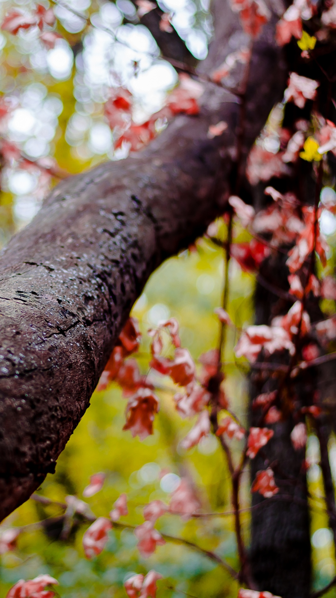 Tronc D'arbre Brun Avec Des Feuilles Vertes. Wallpaper in 1080x1920 Resolution