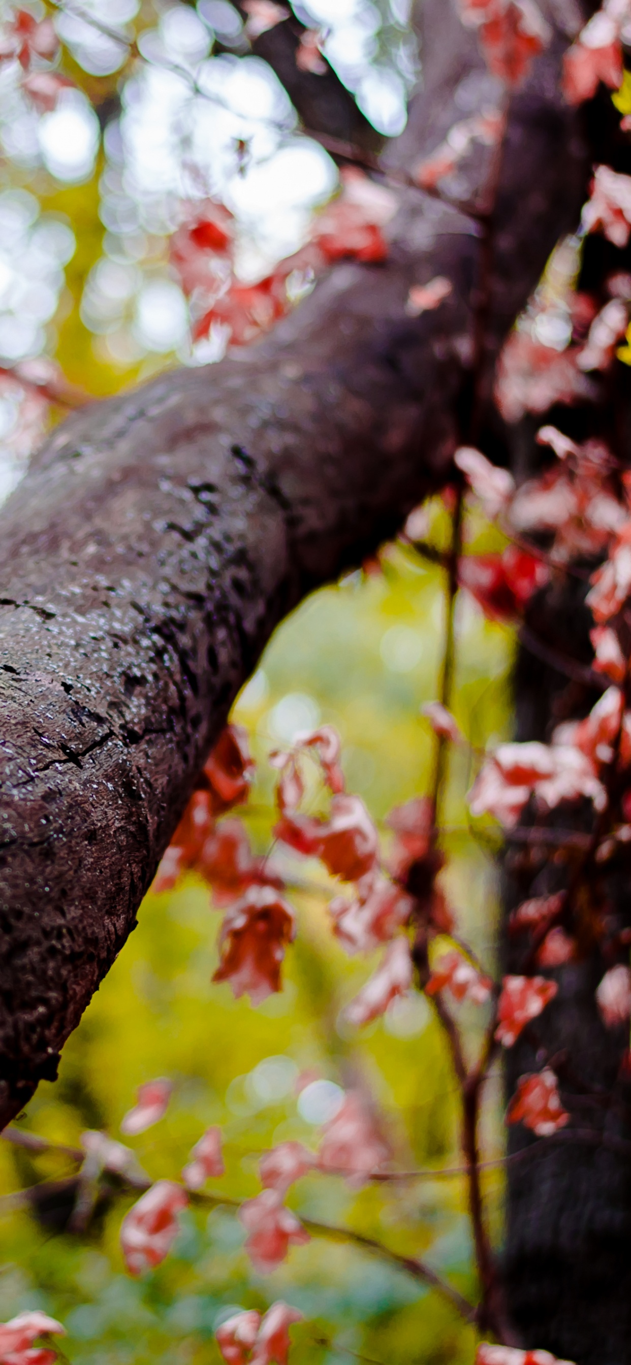 Tronco de Árbol Marrón Con Hojas Verdes. Wallpaper in 1242x2688 Resolution