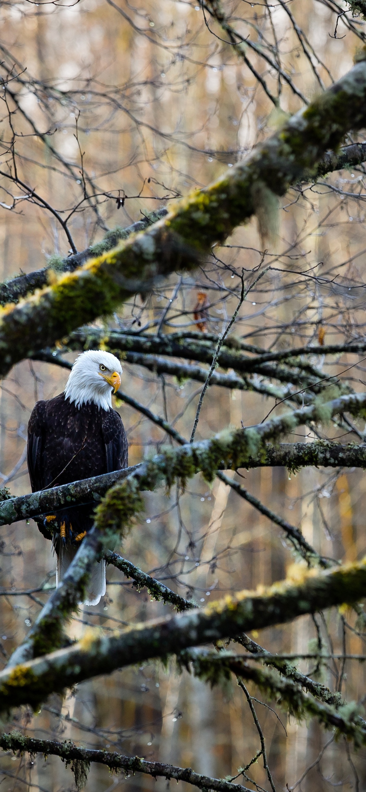 花瓶, 树枝, 木, 老鹰, 鸟 壁纸 1242x2688 允许