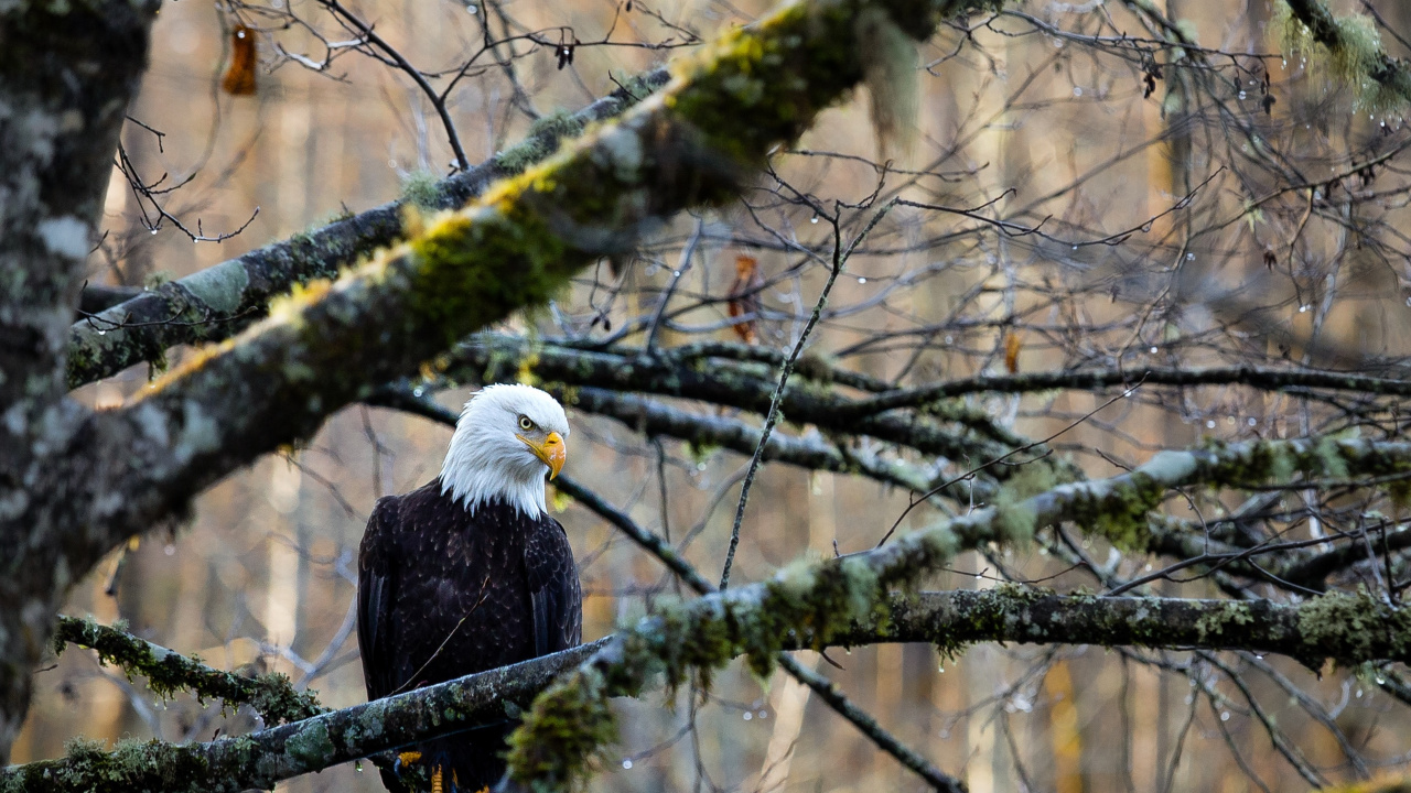 花瓶, 树枝, 木, 老鹰, 鸟 壁纸 1280x720 允许