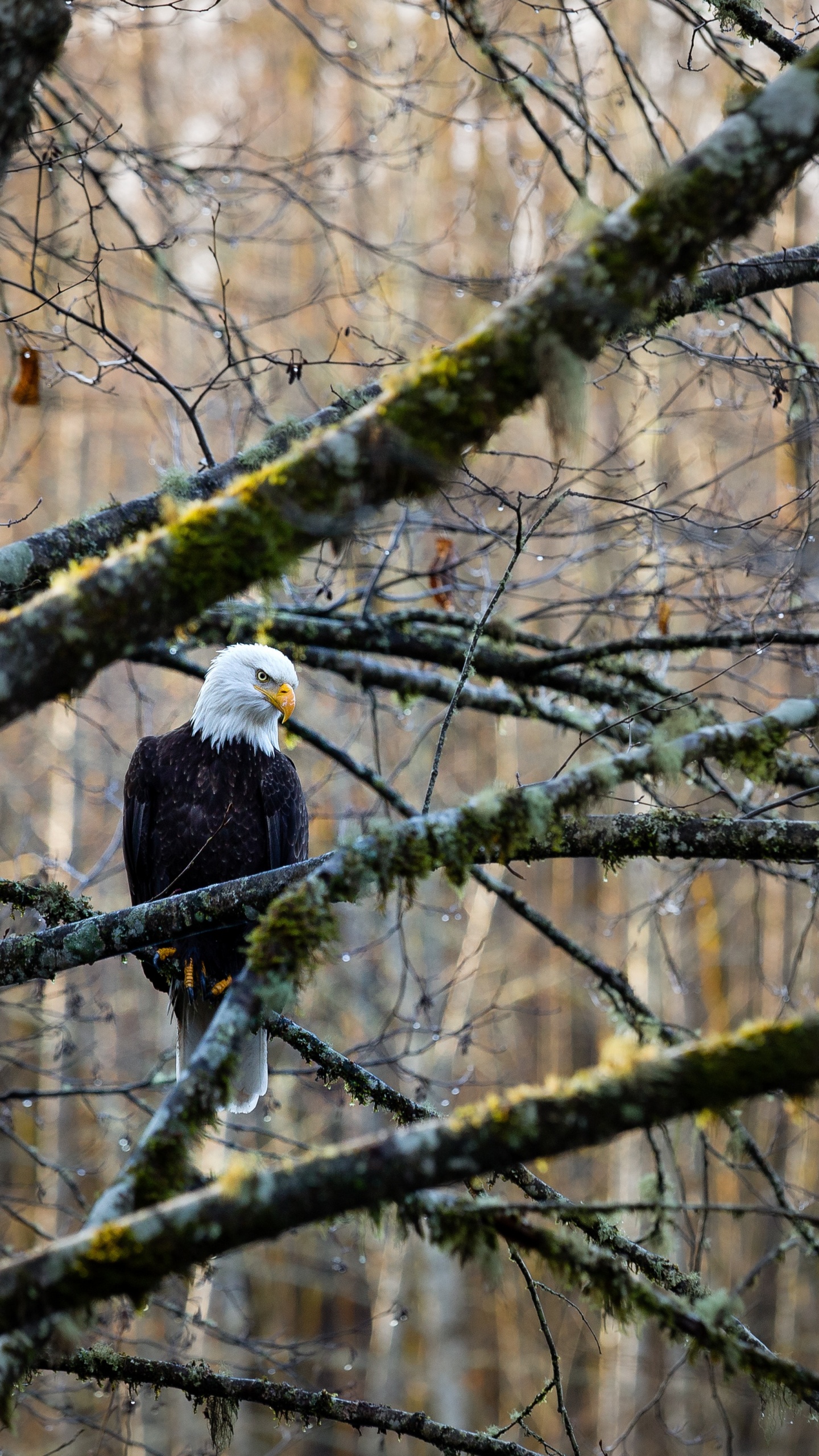 花瓶, 树枝, 木, 老鹰, 鸟 壁纸 1440x2560 允许