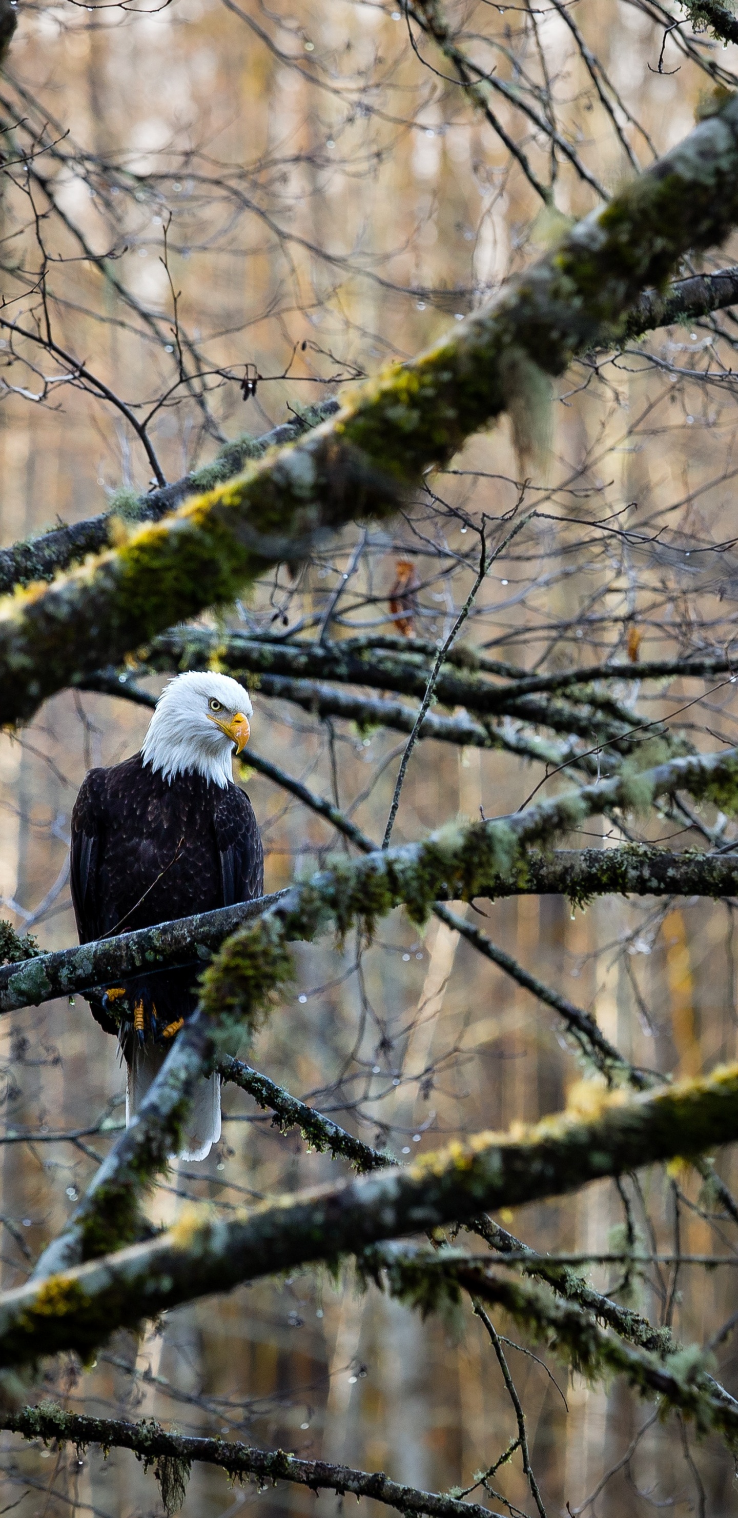花瓶, 树枝, 木, 老鹰, 鸟 壁纸 1440x2960 允许