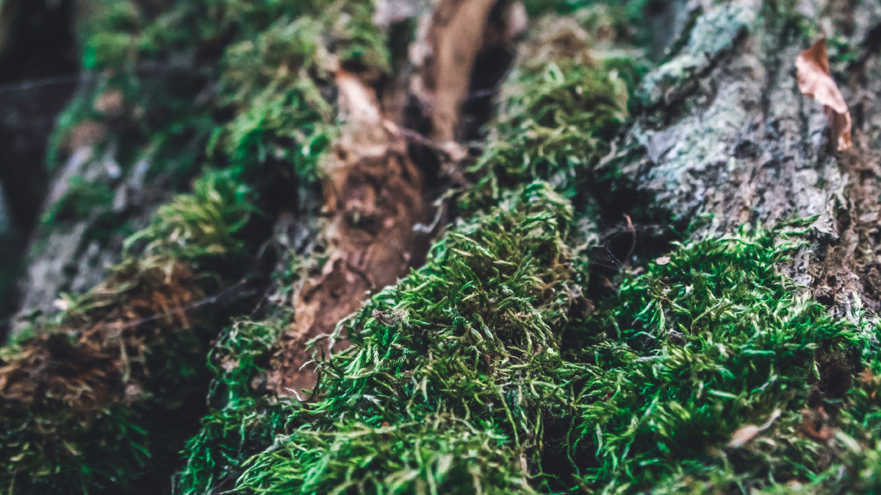 Moss, Écorce, Green, Nature, Végétation. Wallpaper in 1280x720 Resolution