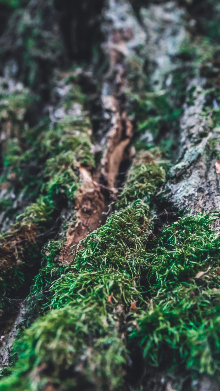Moss, Écorce, Green, Nature, Végétation. Wallpaper in 720x1280 Resolution