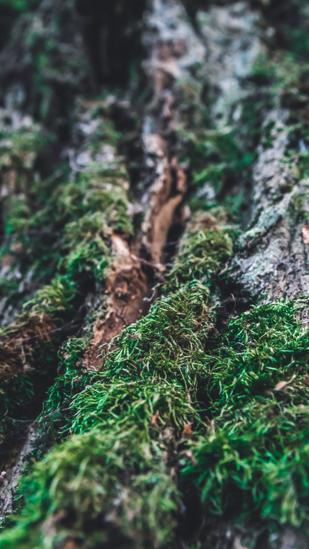 Moss, Trunk, Bark, Green, Nature. Wallpaper in 1080x1920 Resolution