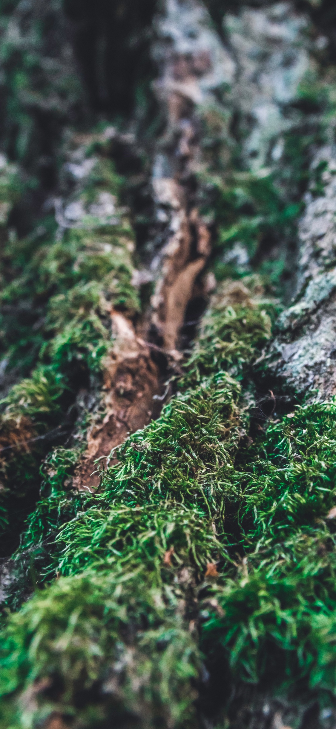 Moss, Trunk, Bark, Green, Nature. Wallpaper in 1125x2436 Resolution