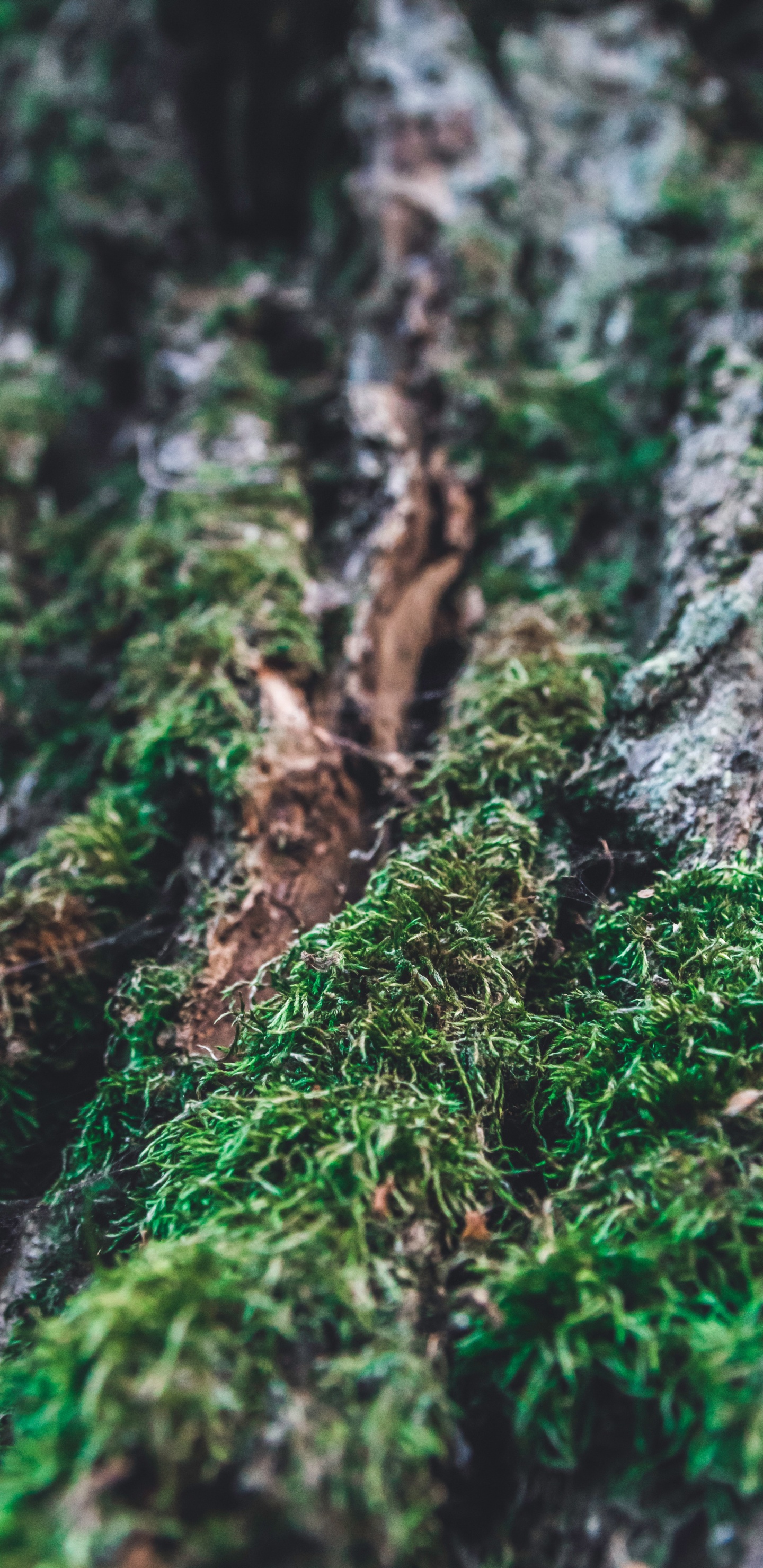 Moss, Trunk, Bark, Green, Nature. Wallpaper in 1440x2960 Resolution
