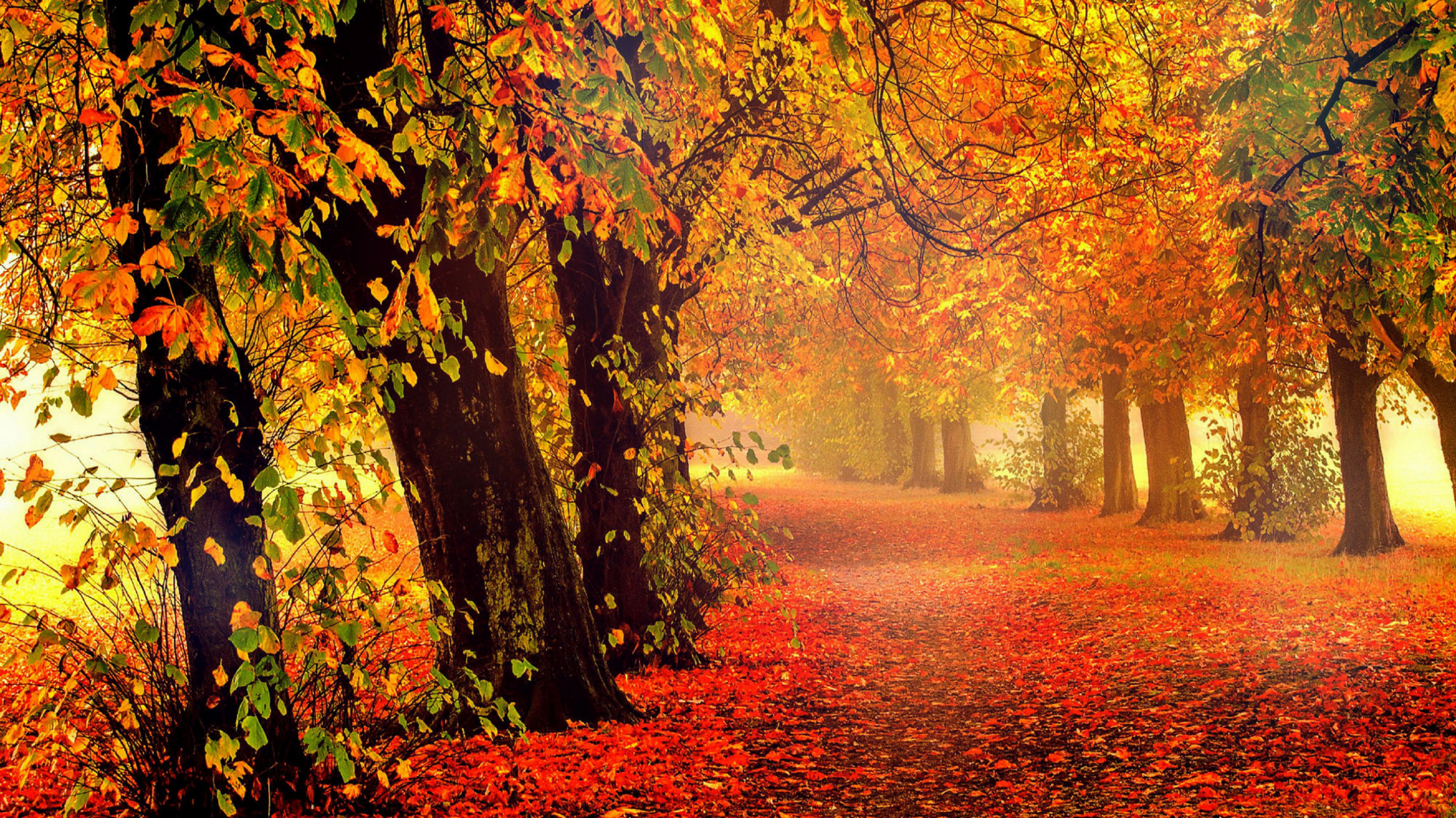 Feuilles Brunes au Sol. Wallpaper in 2560x1440 Resolution