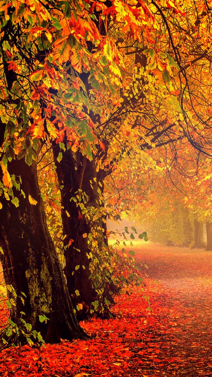 Brown Leaves on The Ground. Wallpaper in 720x1280 Resolution