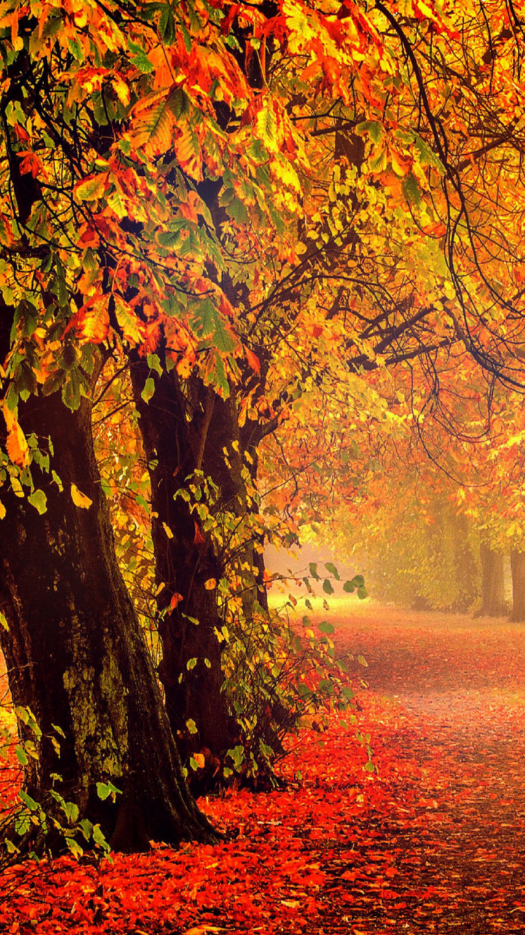 Brown Leaves on The Ground. Wallpaper in 750x1334 Resolution