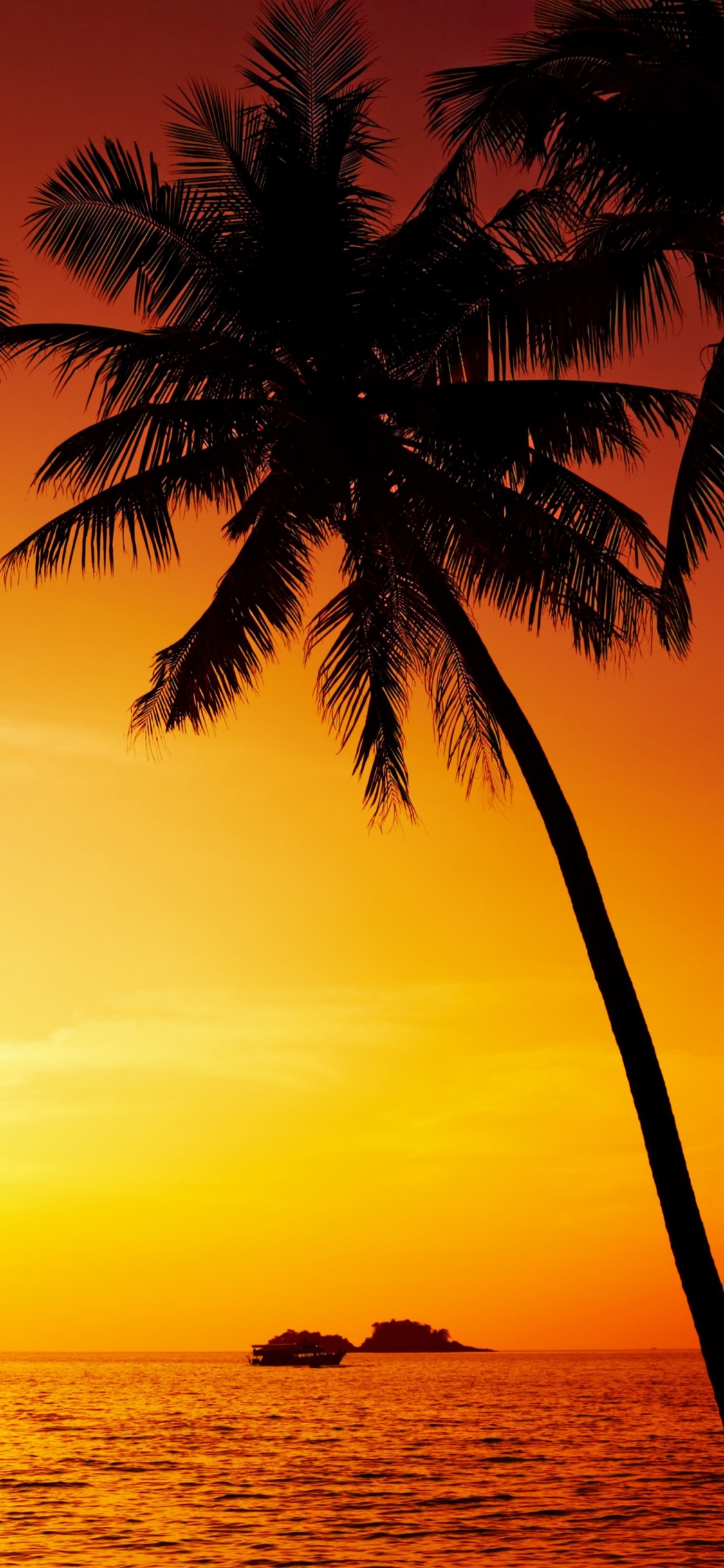 Silhouette of Palm Tree Near Body of Water During Sunset. Wallpaper in 1125x2436 Resolution