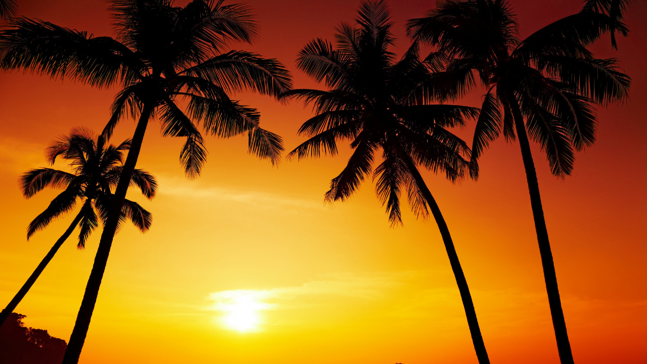 Silhouette of Palm Tree Near Body of Water During Sunset. Wallpaper in 1280x720 Resolution