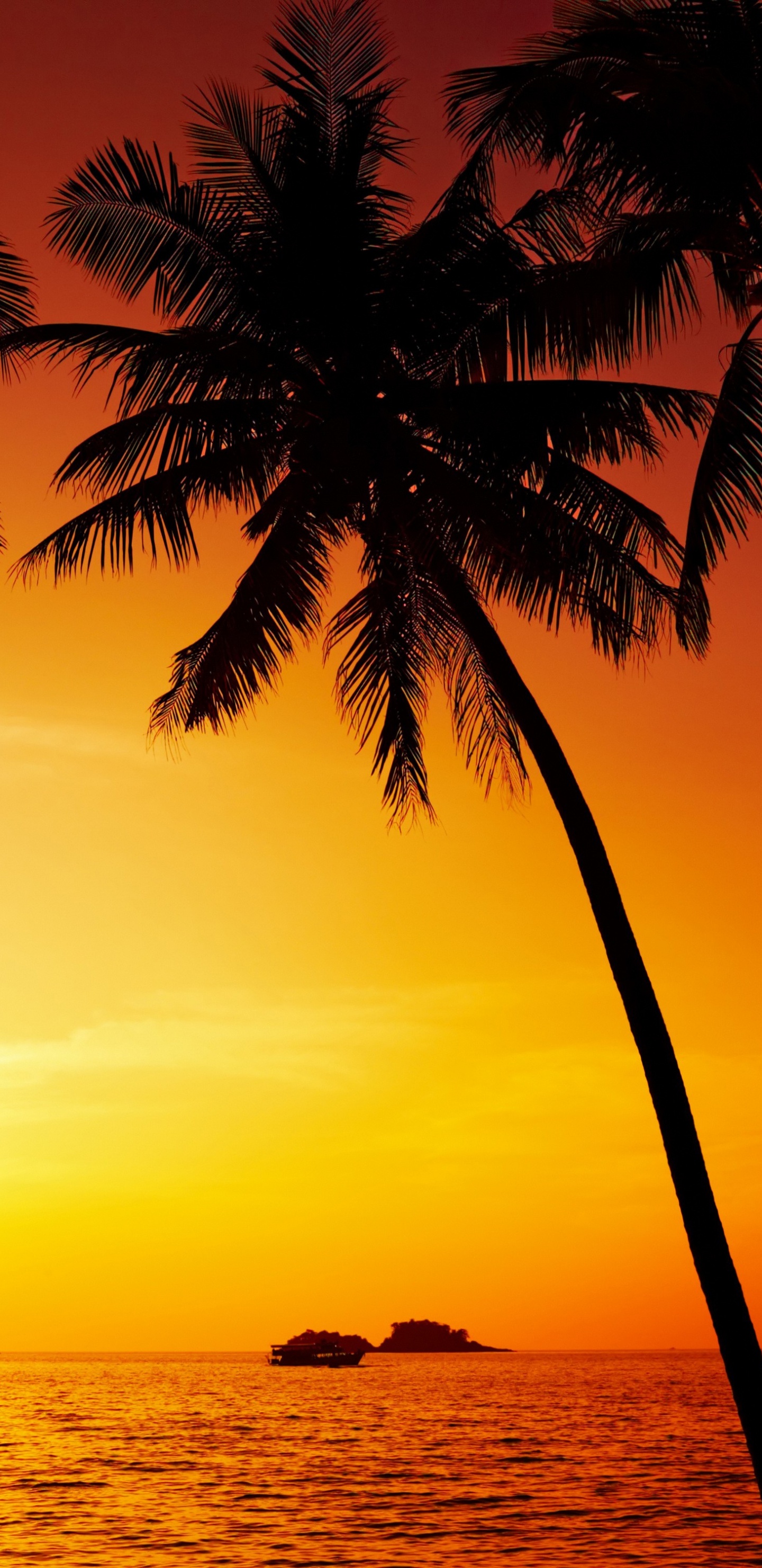 Silhouette of Palm Tree Near Body of Water During Sunset. Wallpaper in 1440x2960 Resolution