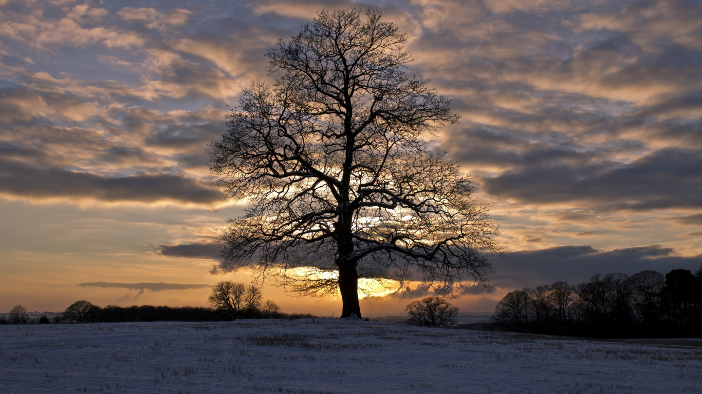 Kahler Baum Auf Dem Feld Bei Sonnenuntergang. Wallpaper in 1366x768 Resolution