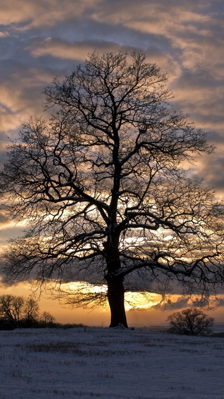 Kahler Baum Auf Dem Feld Bei Sonnenuntergang. Wallpaper in 720x1280 Resolution